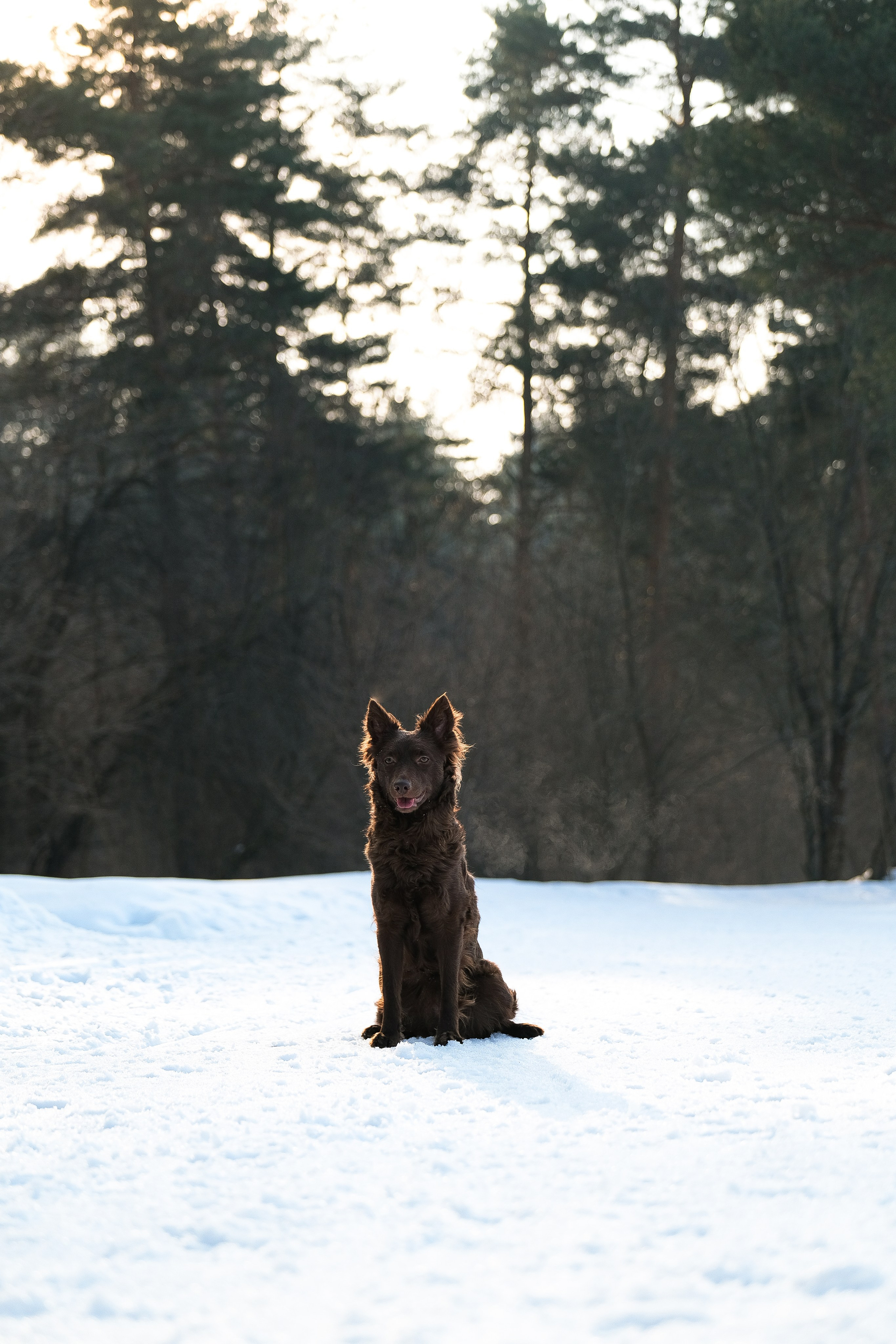 Маша и Одиссея. Фотограф и видеограф анималист Аганина Дарья