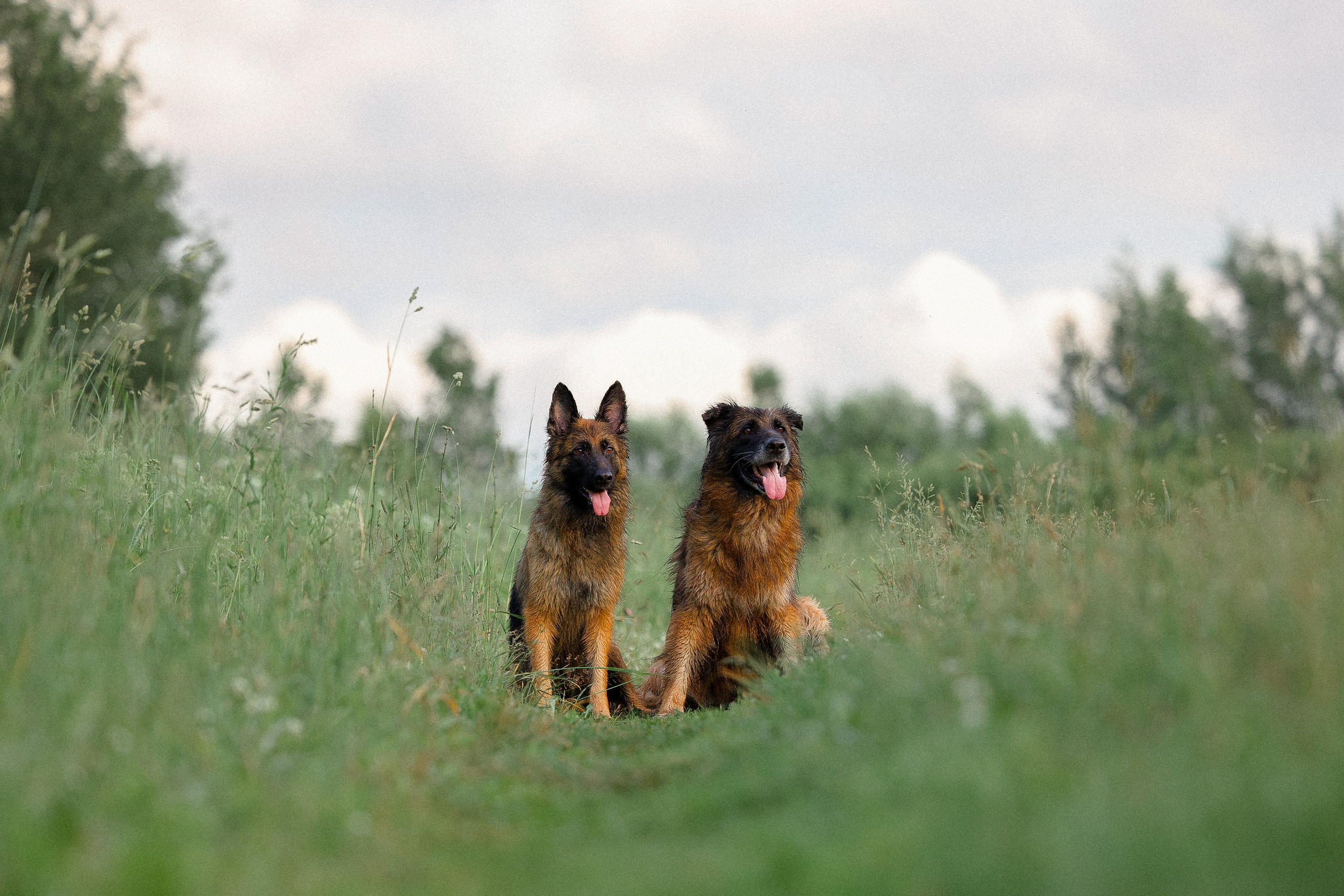 Алена, Фанни и Фрея. Фотограф и видеограф анималист Аганина Дарья