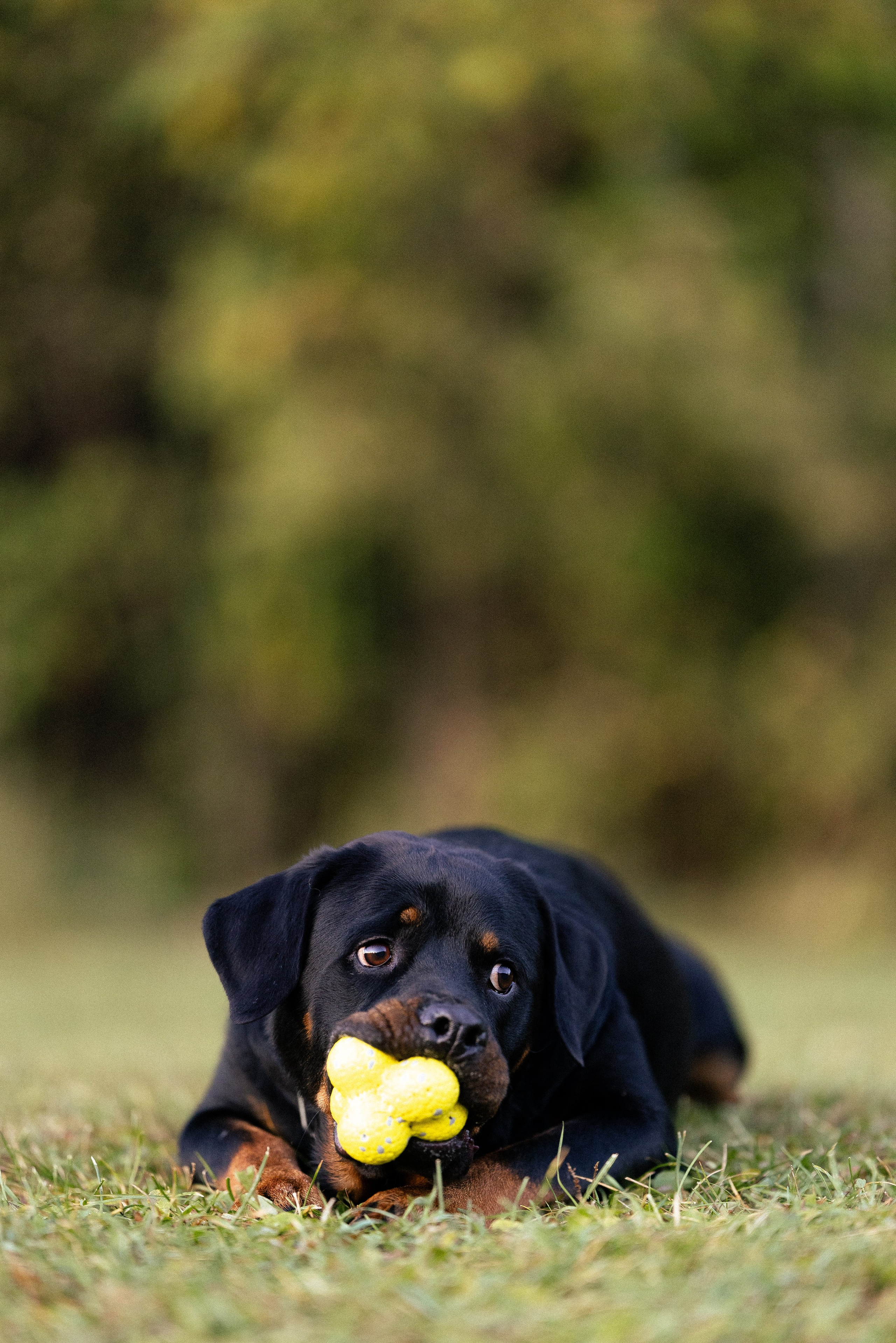 Катя, Леша, Лея и Трой. Фотограф и видеограф анималист Аганина Дарья