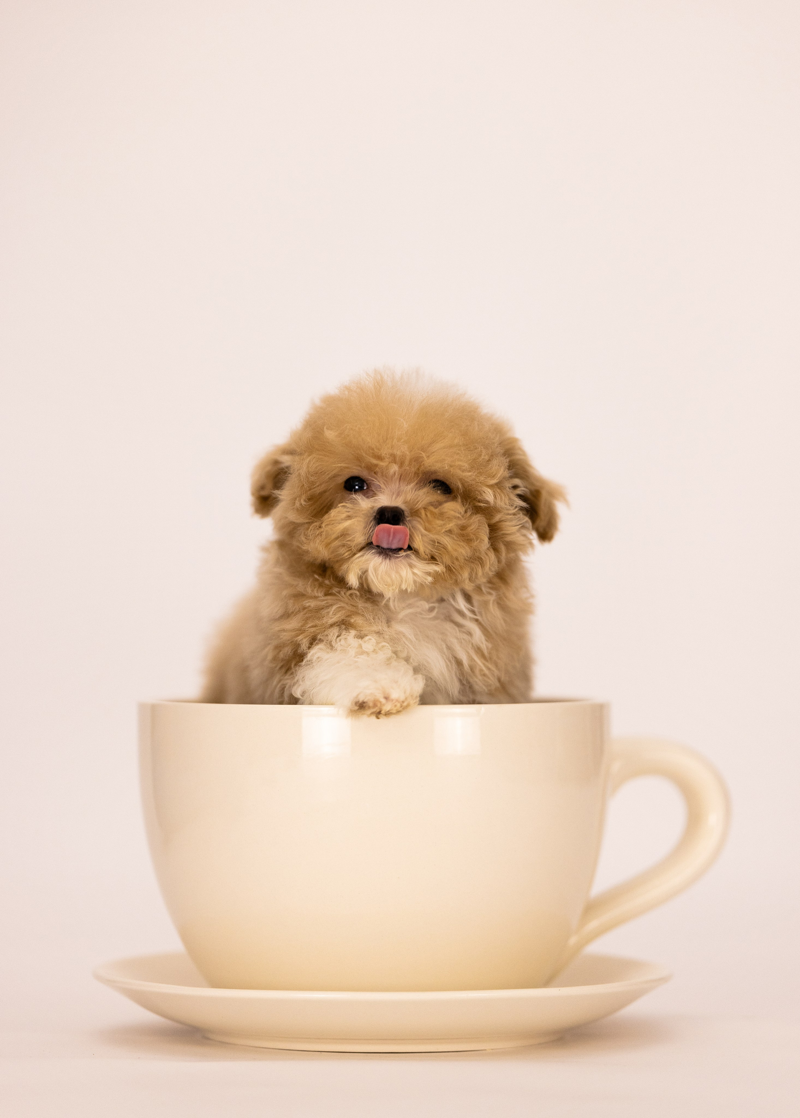 Мальтипу. Фотограф и видеограф анималист Аганина Дарья