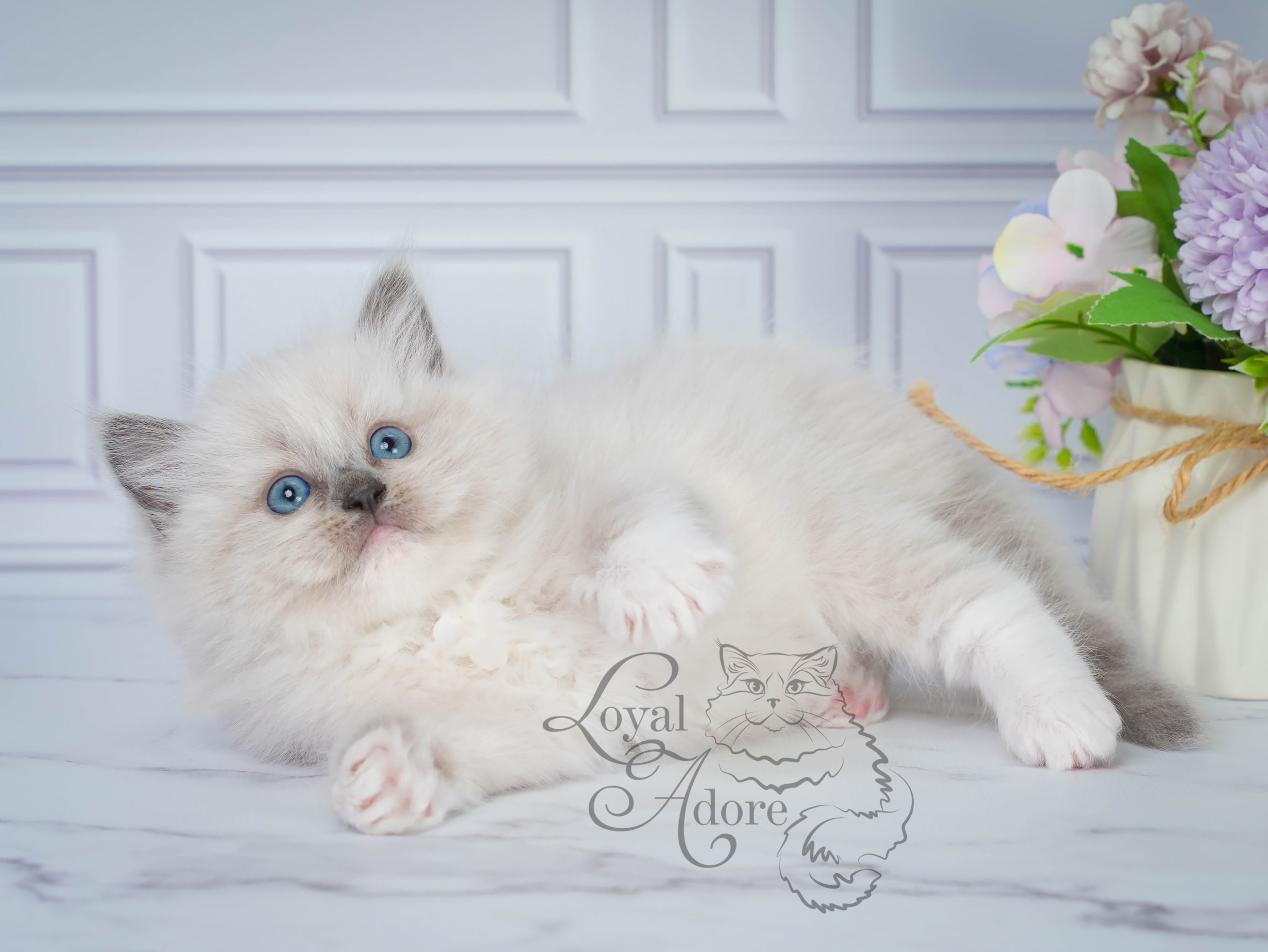 Котята рэгдолл от Loyal Adore. Питомник рэгдолл Loyal Adore