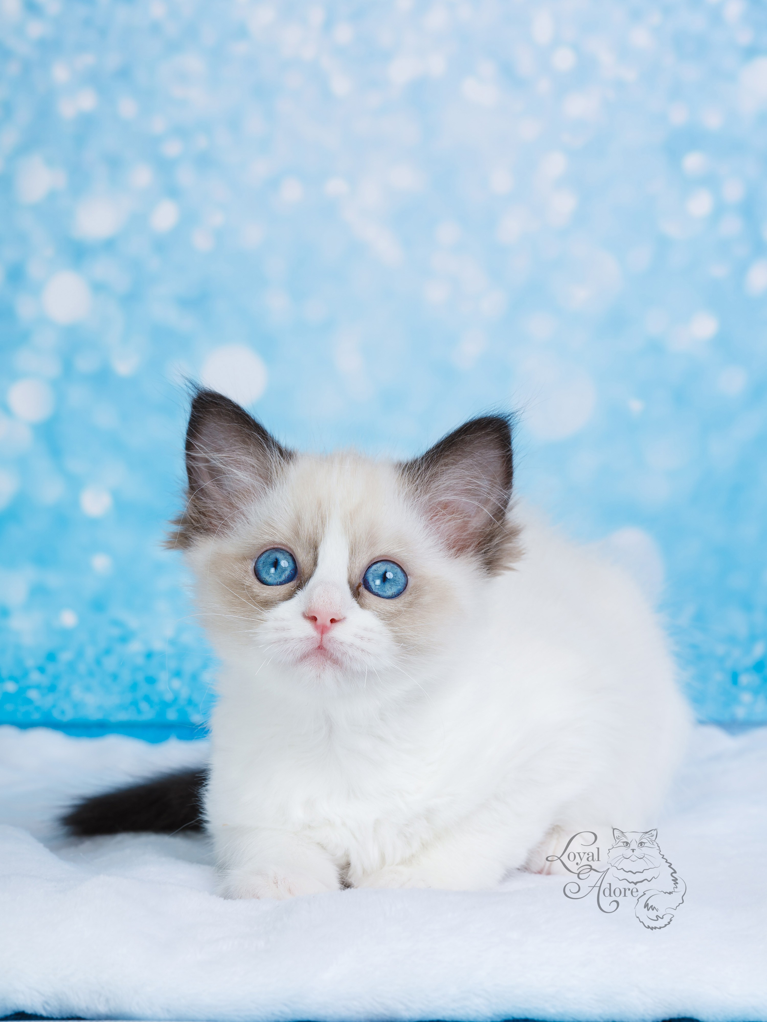 Котята рэгдолл от Loyal Adore. Питомник рэгдолл Loyal Adore