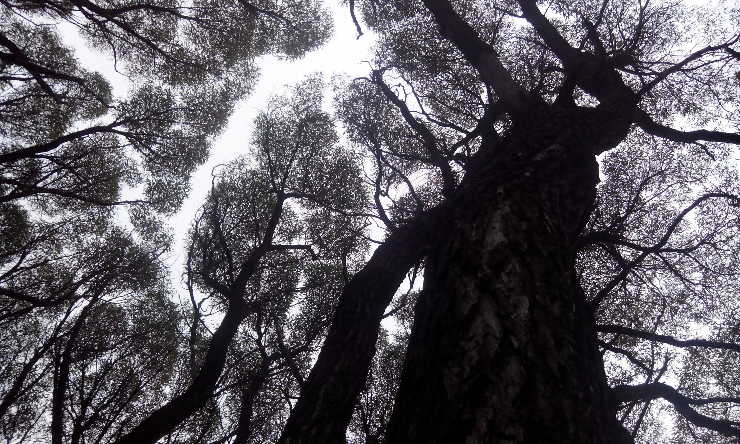 Новосибирская Область. Антон Великий