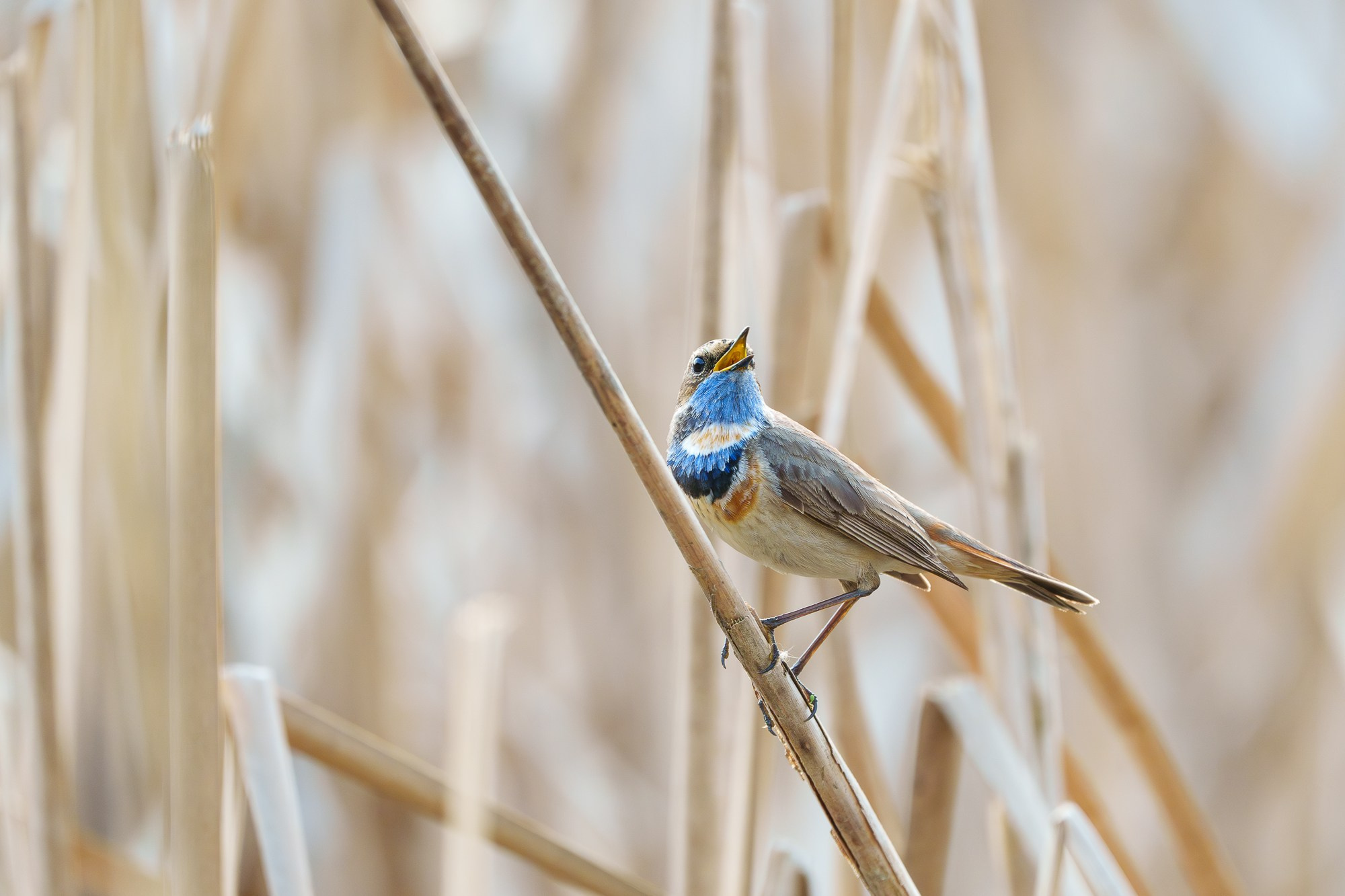 Удивительные мир птиц. Вокруг нас столько прекрасного — присмотритесь!. Ваш личный фотограф Марина Волкова