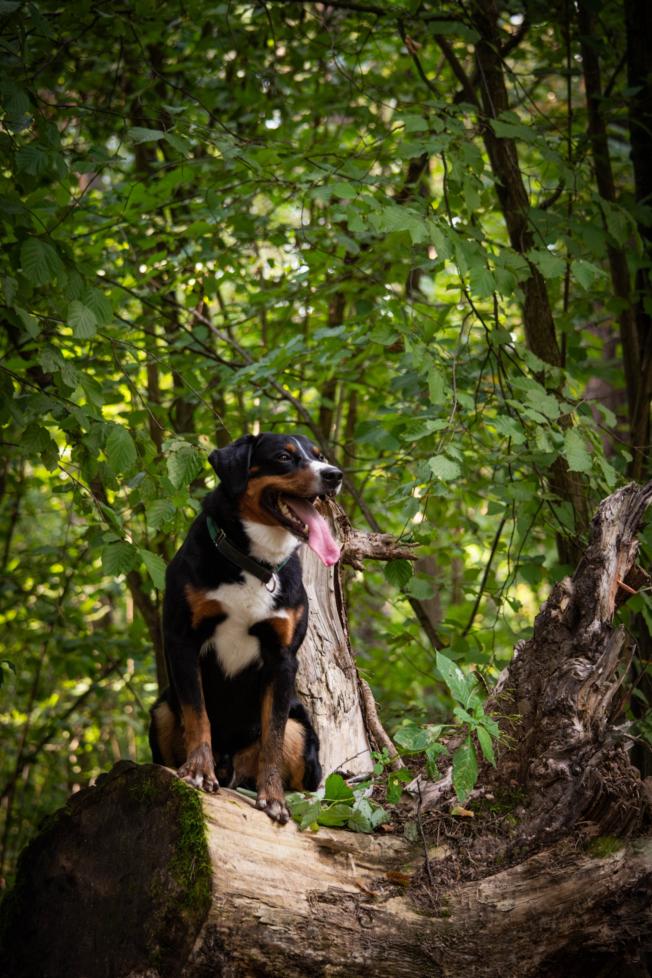 Микки и Юля. Фотограф Светлана Блинова, Москва и Московская область