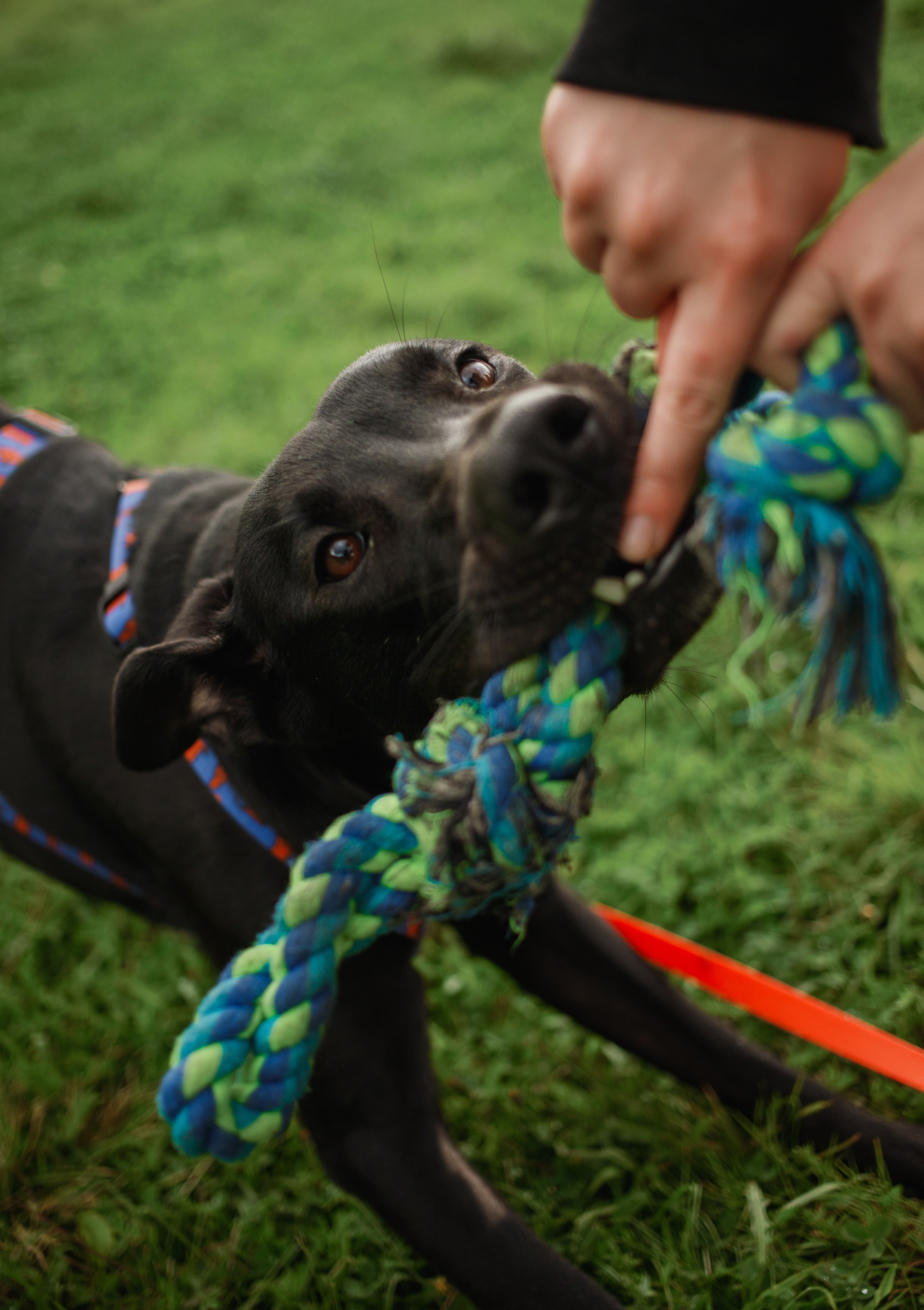 Отис ищет дом. Портретный фотограф в Санкт-Петербурге Катя Протасевич