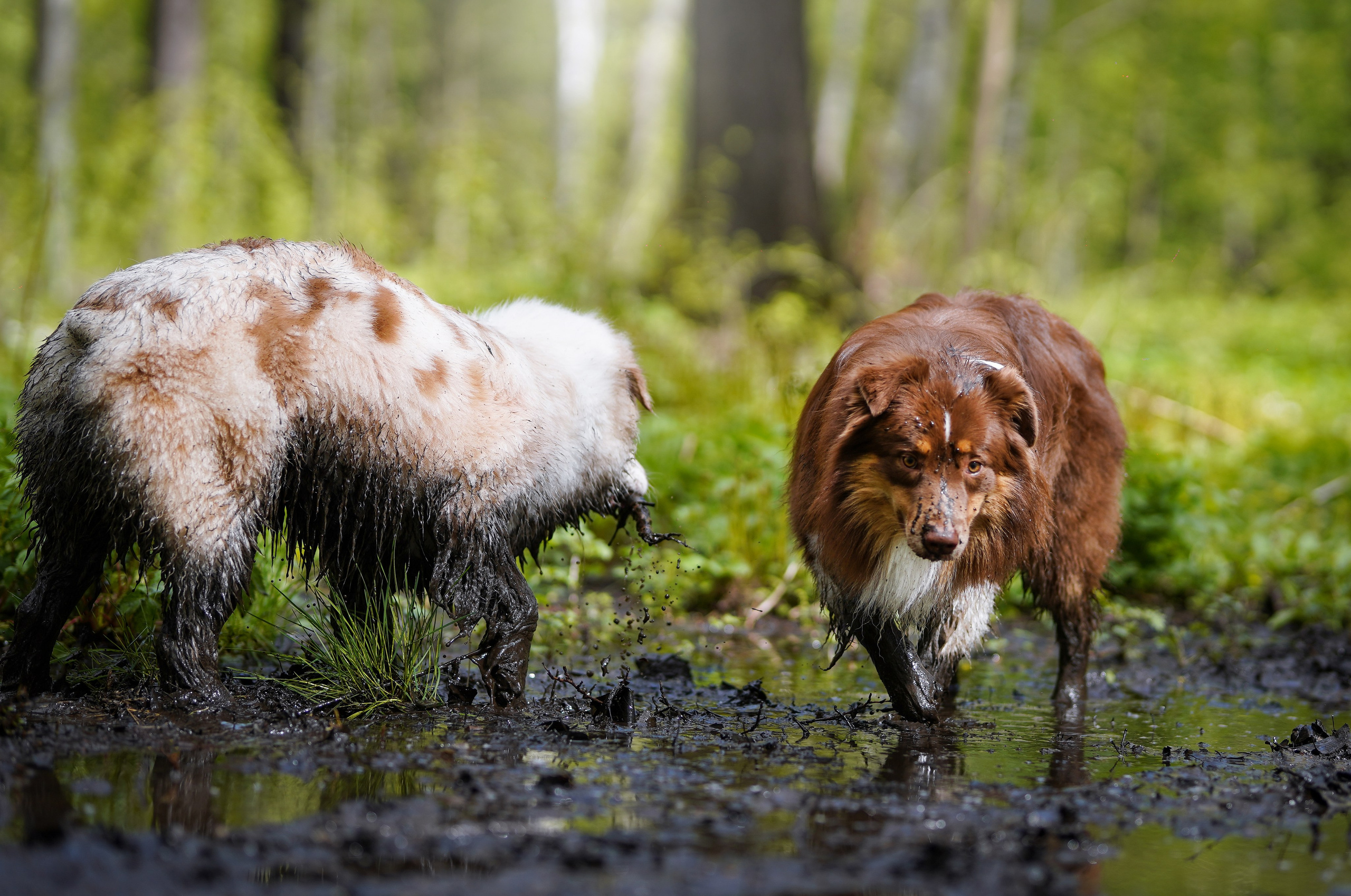 Рокки и Гермиона. Фотограф-анималист в Санкт-Петербурге Яна Мартынова