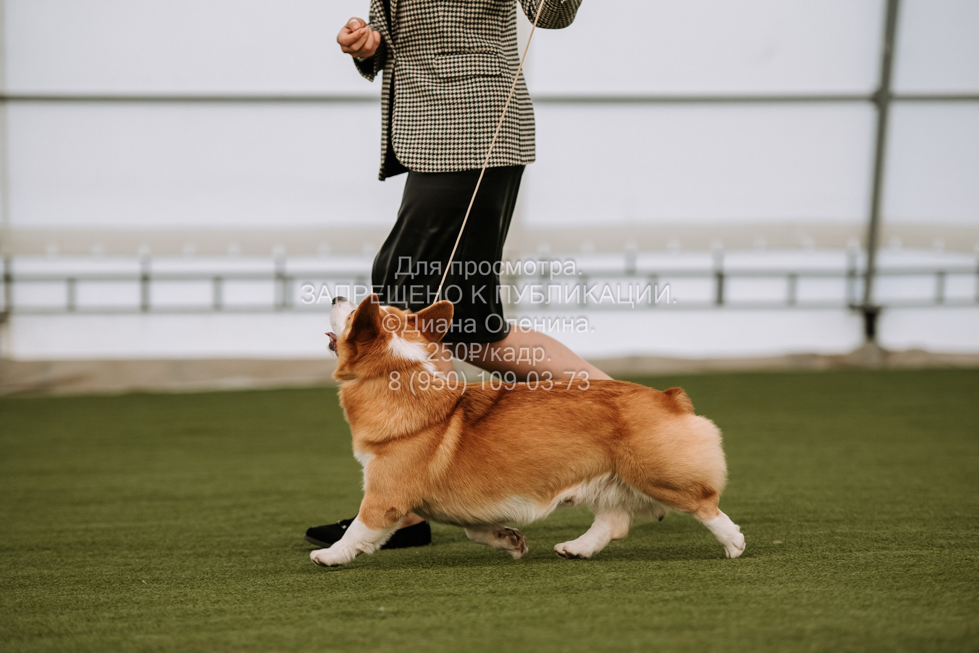 Выставка собак Красноярск 2.06. Фотограф Диана Оленина Красноярск / Братск