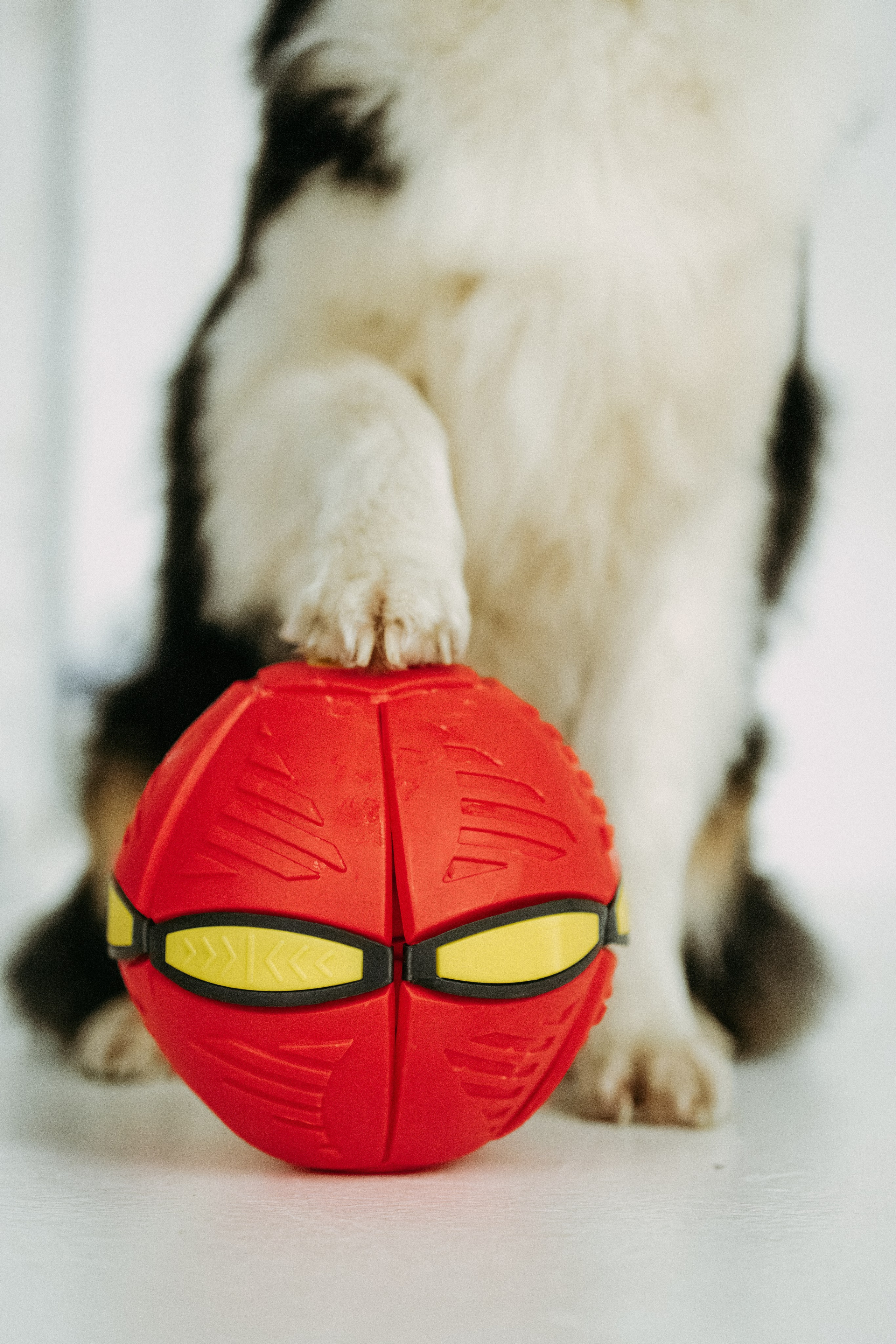 Мячи-попрыгуны. Фотораф — анималист Мария Шистка