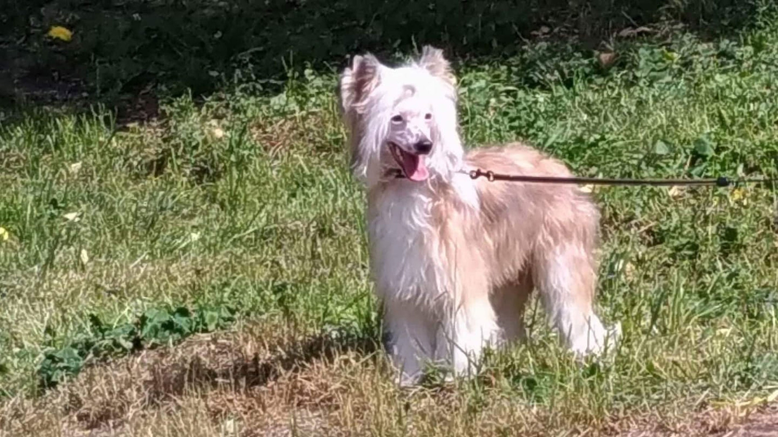 Poale Ell Barthalamew. Chinese Crested Dog Kennel Poale Ell