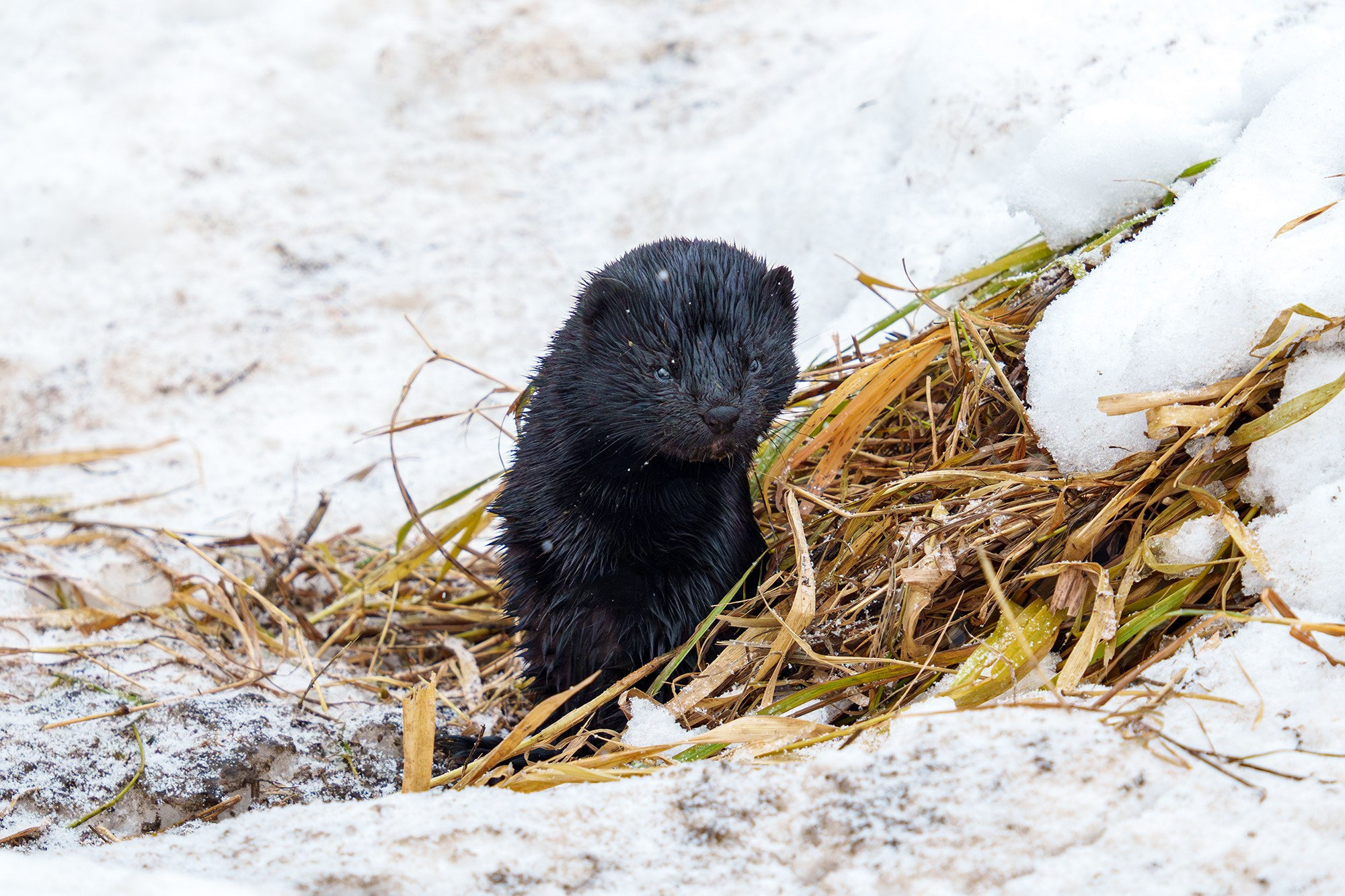 Животные. Ваш личный фотограф Марина Волкова