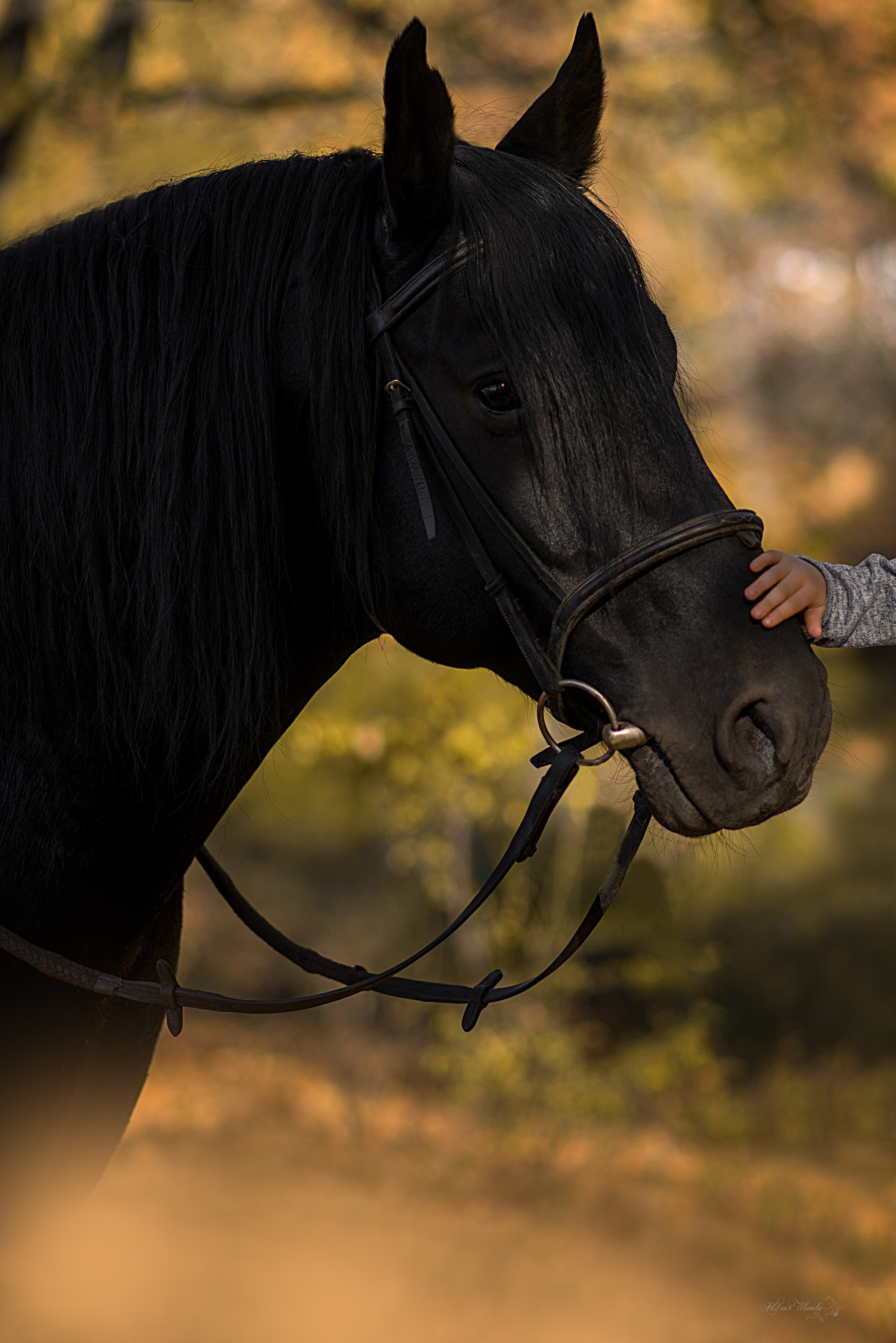Семейная съемочка с Пиратом. Конный фотограф в Саратове Юлия Иванова