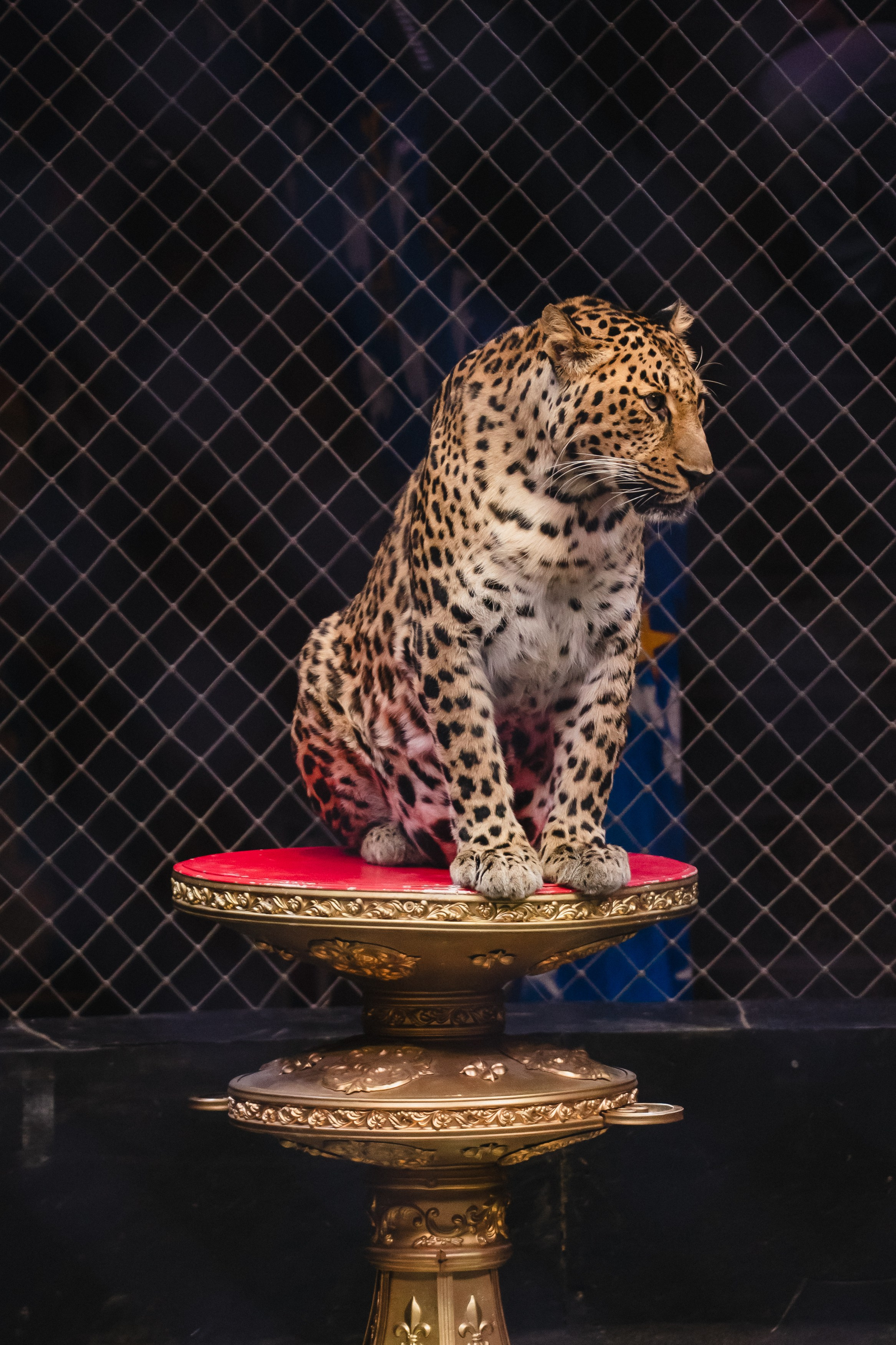 5 Континентов — Открытая репетиция. Воробьева Ксения — Спортивный и танцевальный фотограф Новосибирск