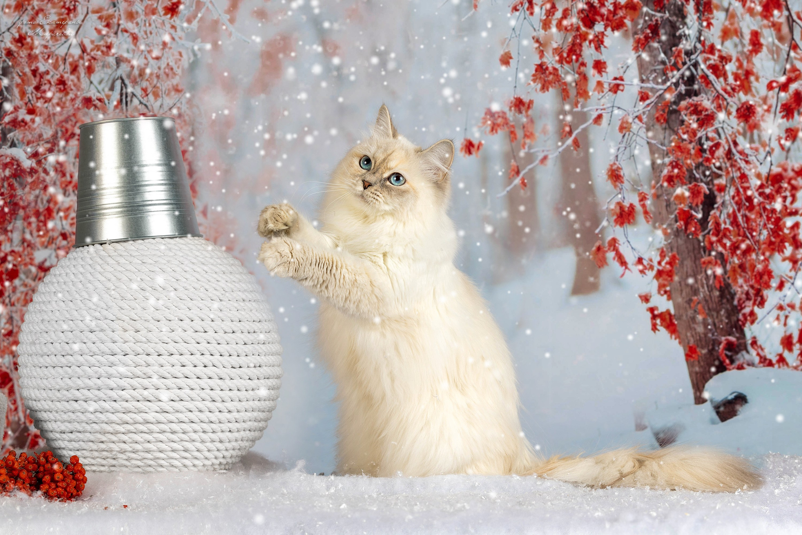 Тематические фоны с рисунком. Фотограф-анималист в Омске Екатерина Маричева