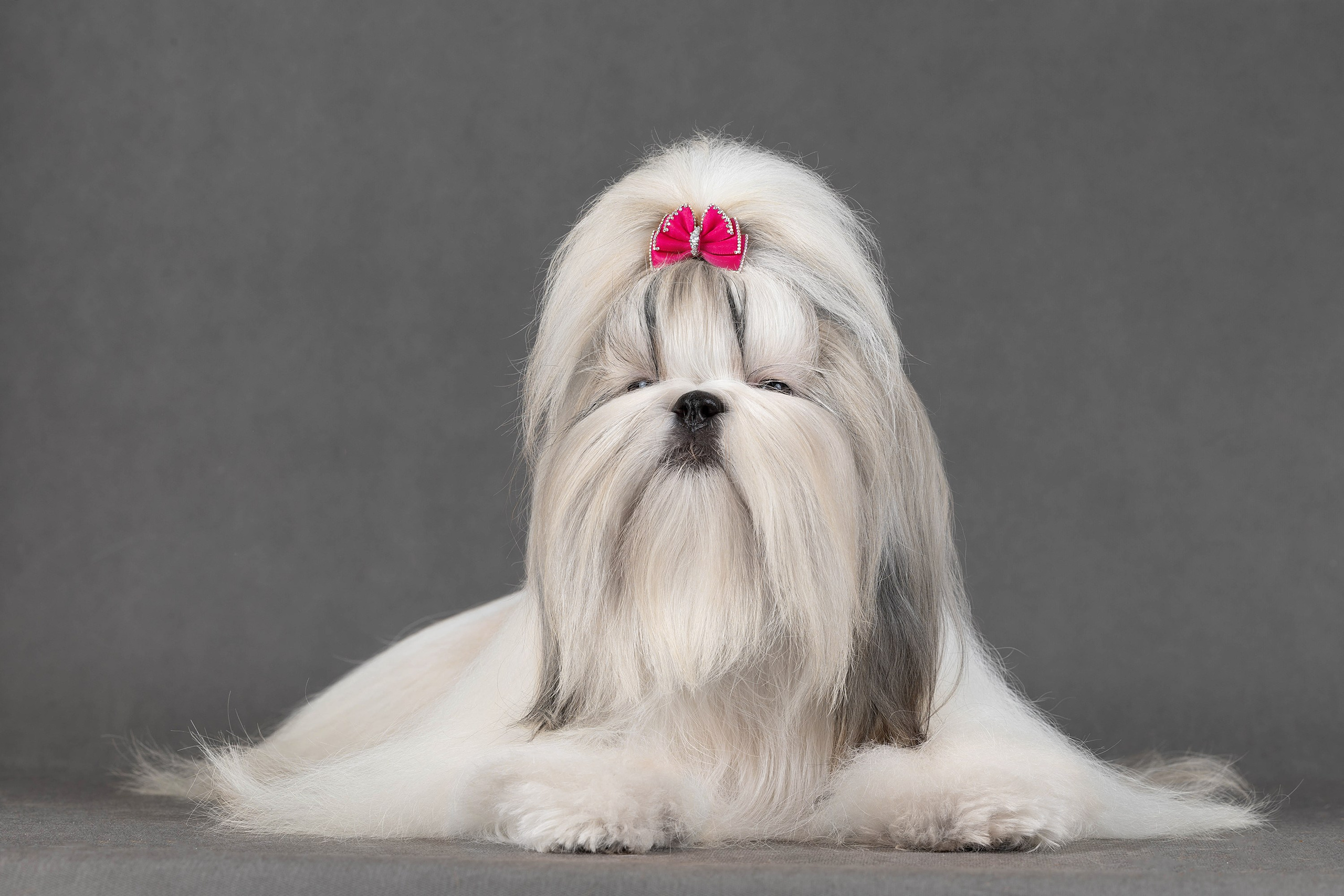 Фоны чёрный, белый, серый. Фотограф-анималист в Омске Екатерина Маричева