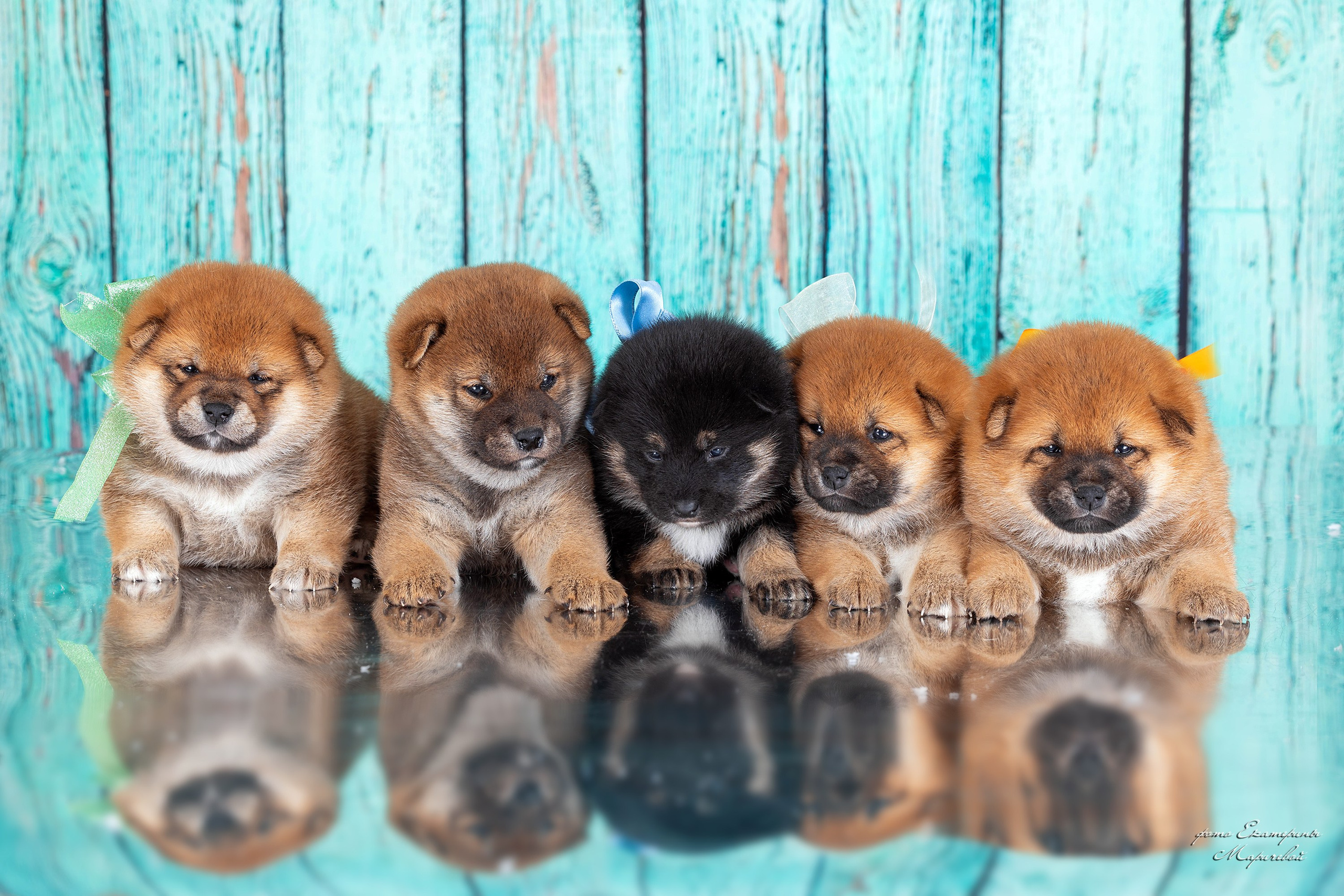 Тематические фоны с рисунком. Фотограф-анималист в Омске Екатерина Маричева