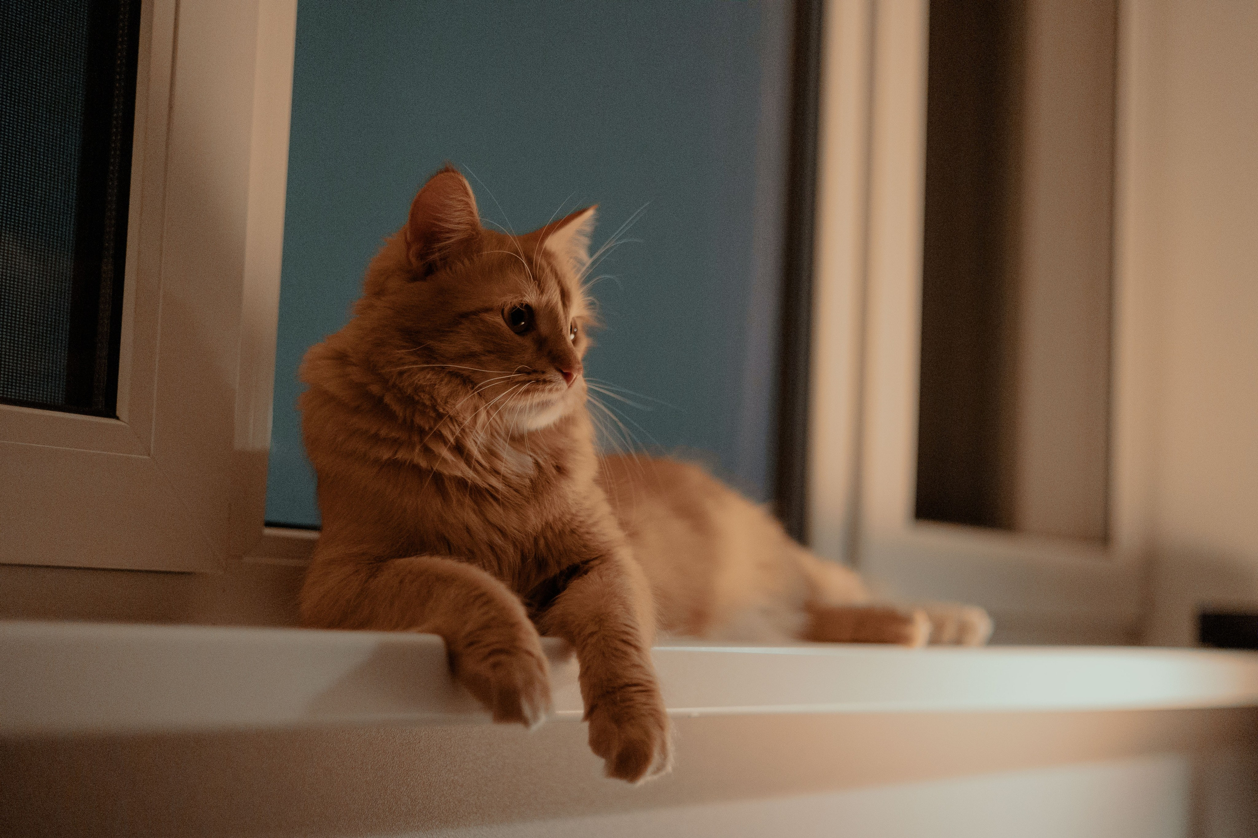 Рыжий Маффин, Алёна и Антон. Фотограф Анималист Екатерина Справцева в Нижнем Новгороде