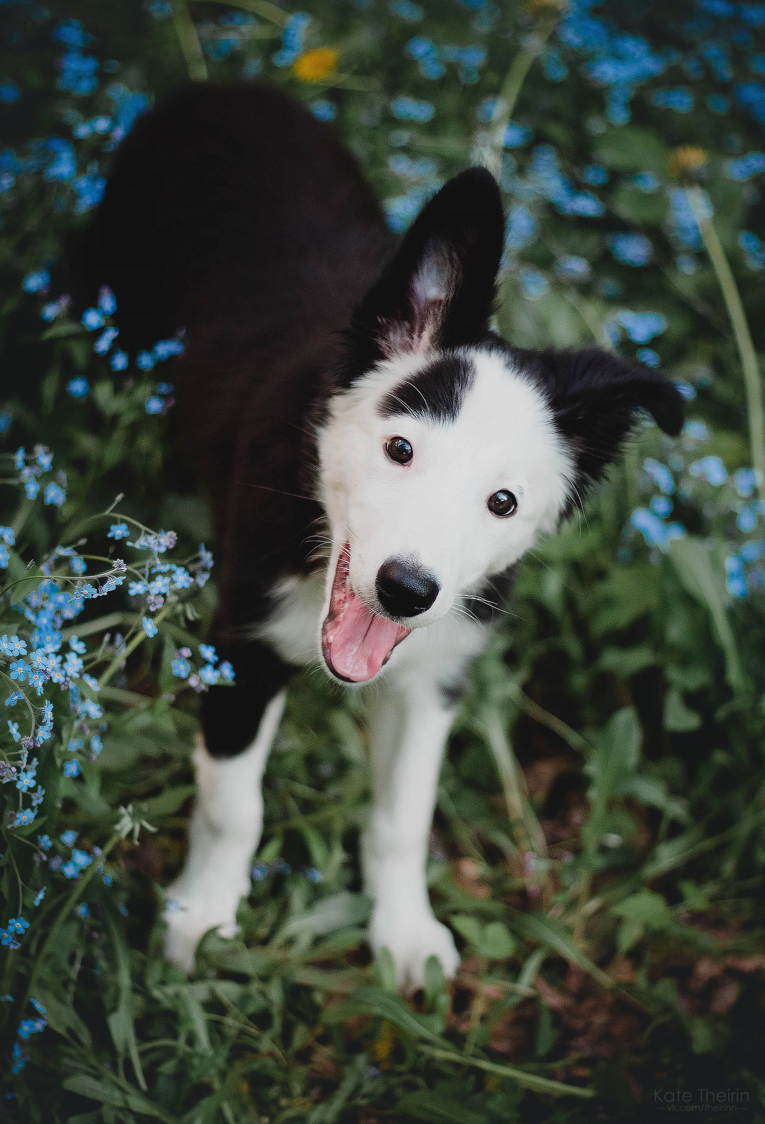 Екатерина Справцева фотограф анималист - портфолио фото. Фотограф Анималист Екатерина Справцева в Нижнем Новгороде