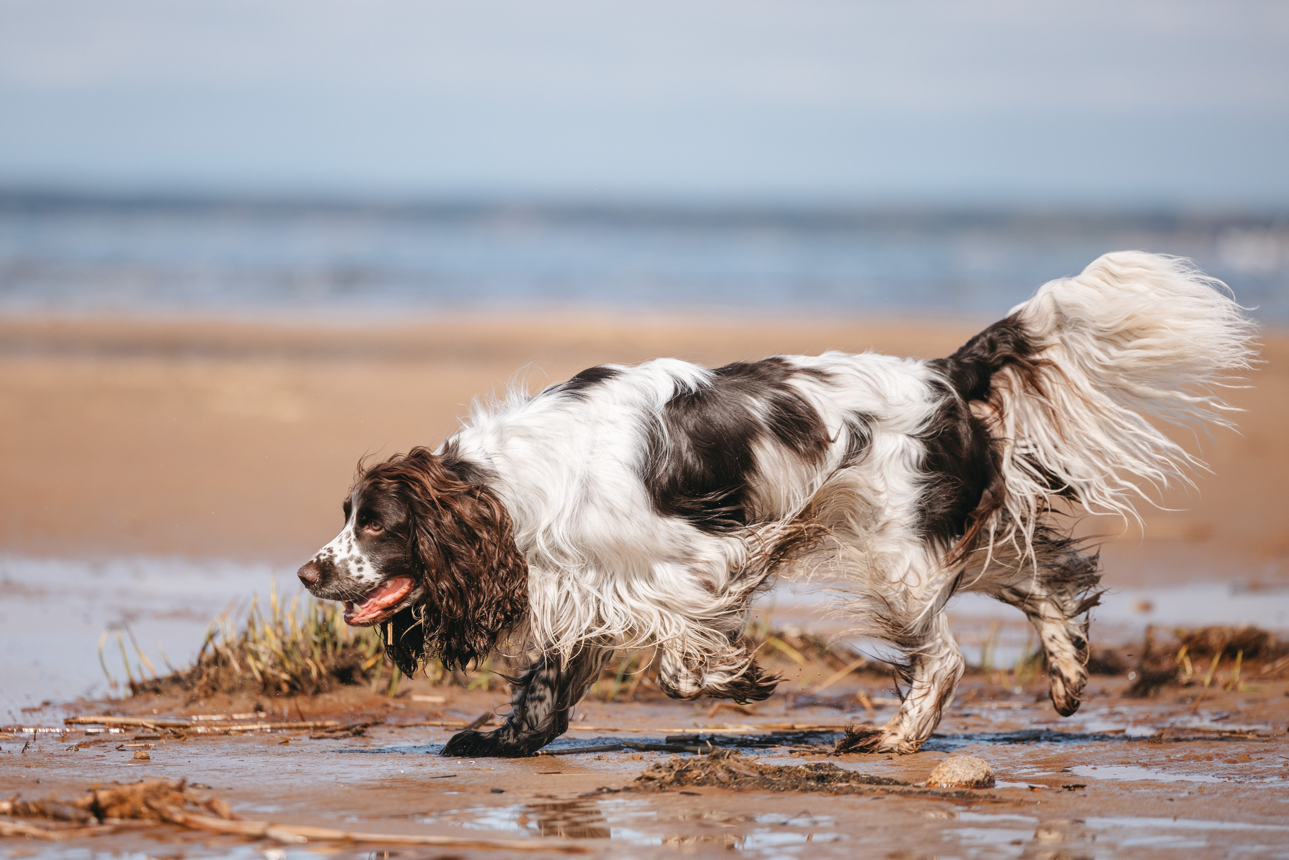 Спанимания. Фотограф анималист Осипчикова Мария