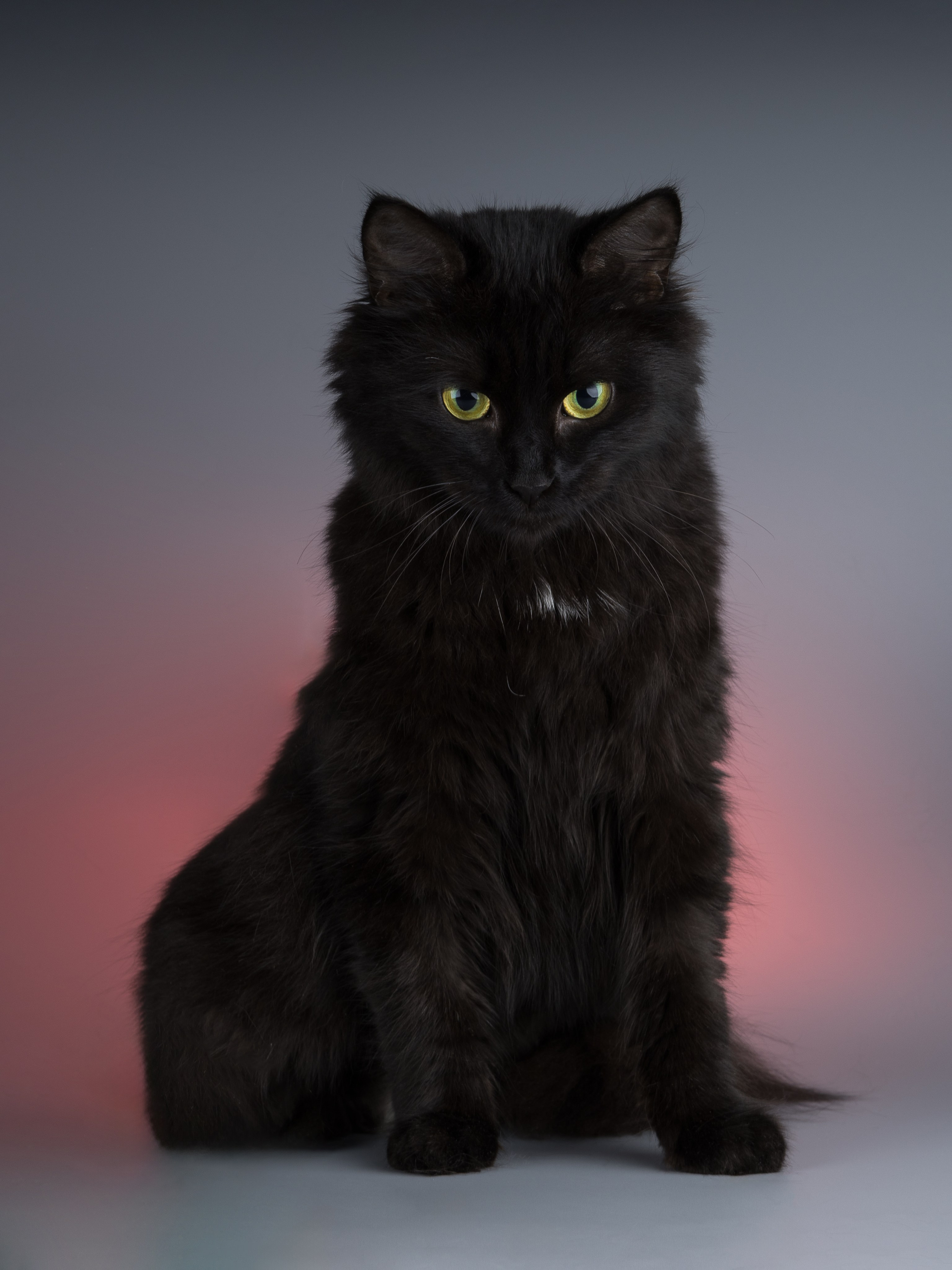 Кошки-фото для пристройства (студия). Фотограф-анималист в Москве, МО и Владимире