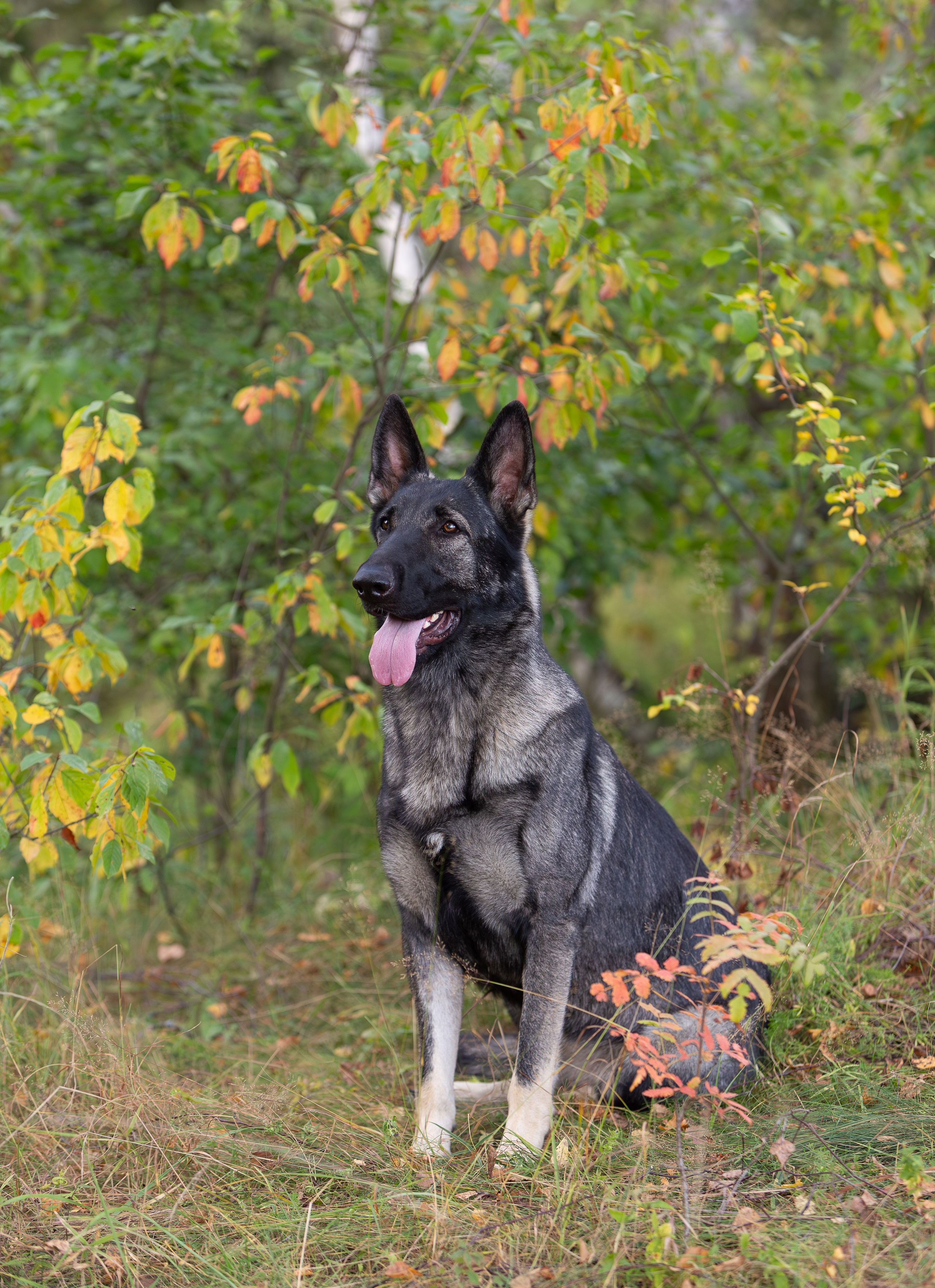 Корги и ВЕО осенью. Фотограф-анималист в Москве, МО и Владимире