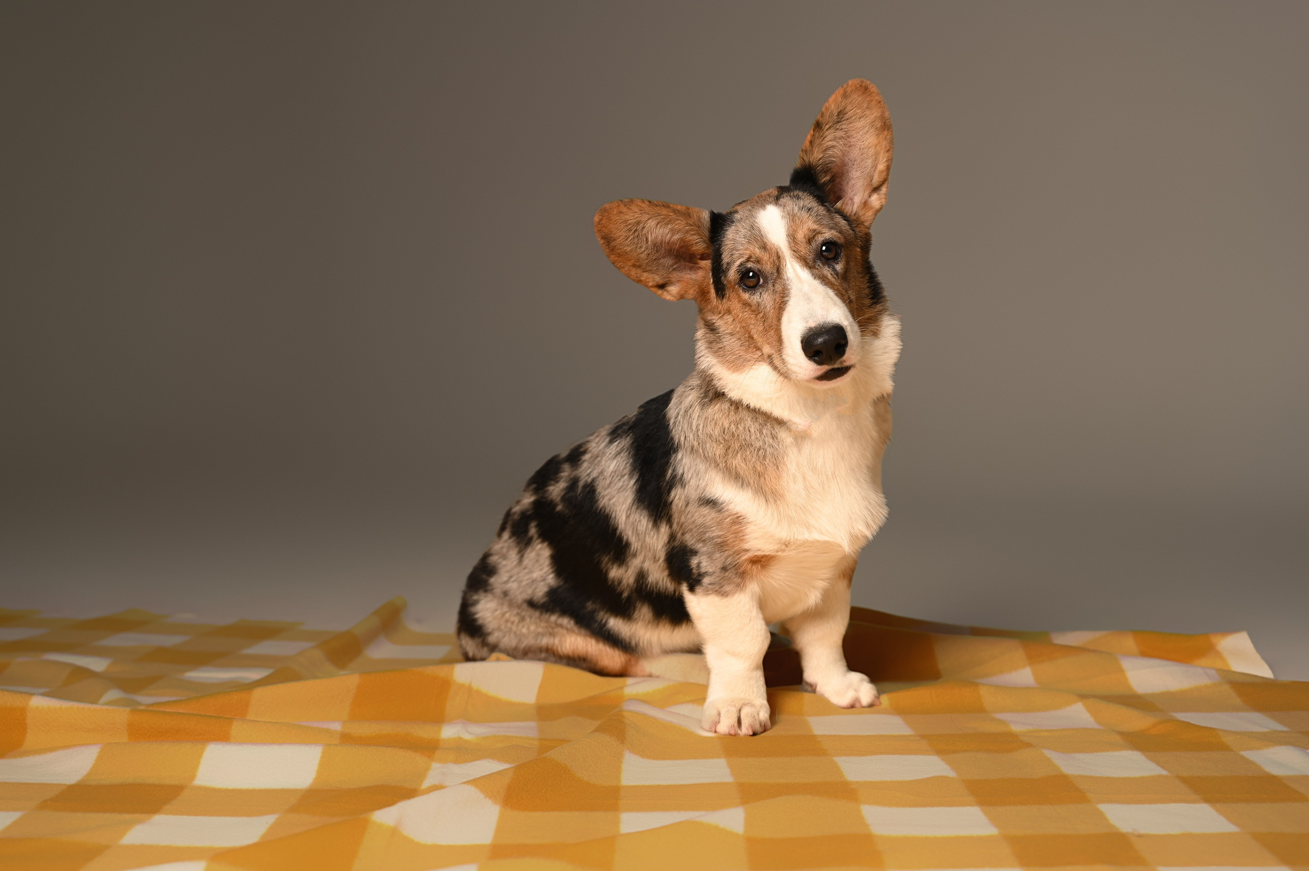 Корги. Фотограф Темрюк Анастасия Фёдорова