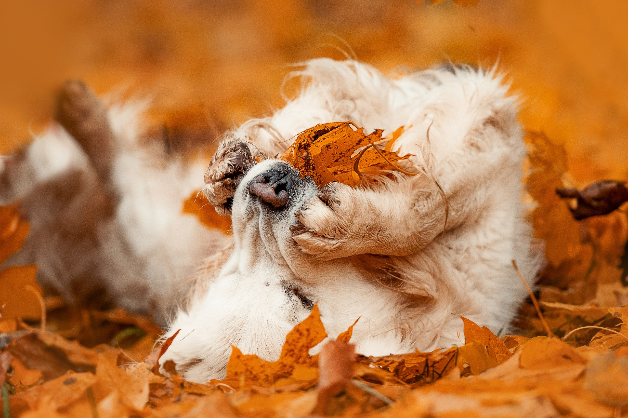 Айс и золотая осень. Фотограф-анималист