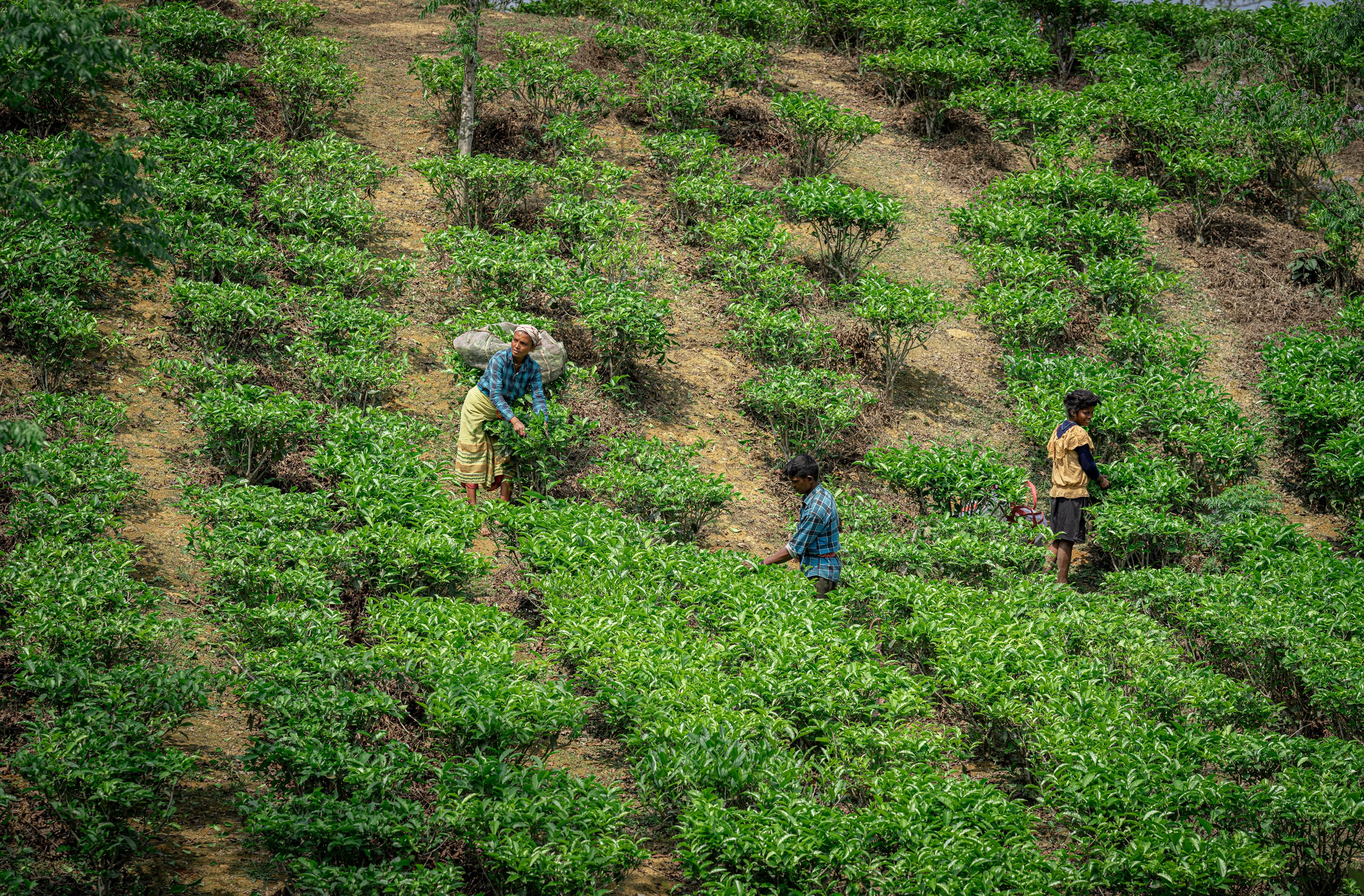 India travel. Фотограф Сергей Танков