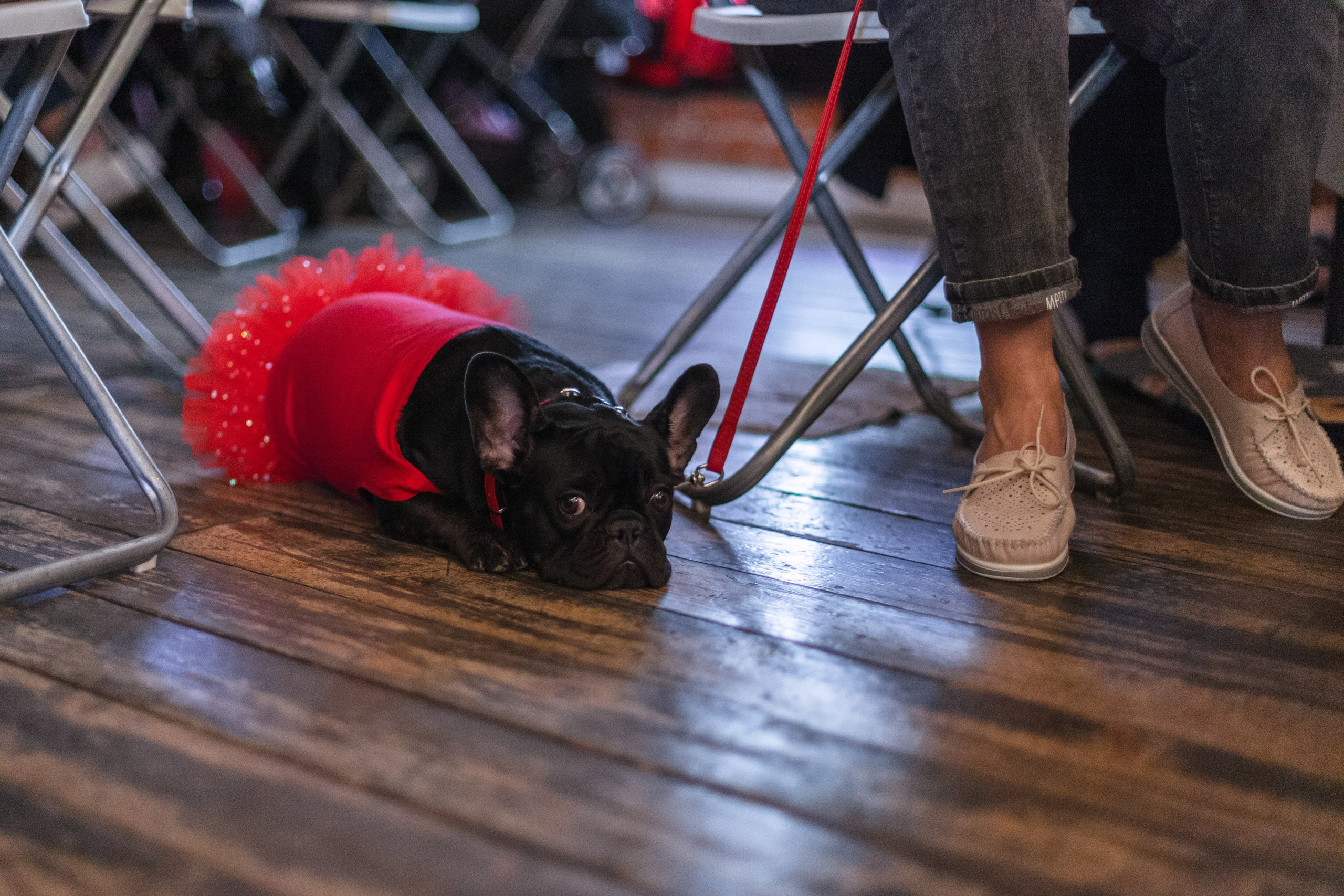 Бульбалл 23.04.2023. Фотограф-анималист Татьяна Степанова