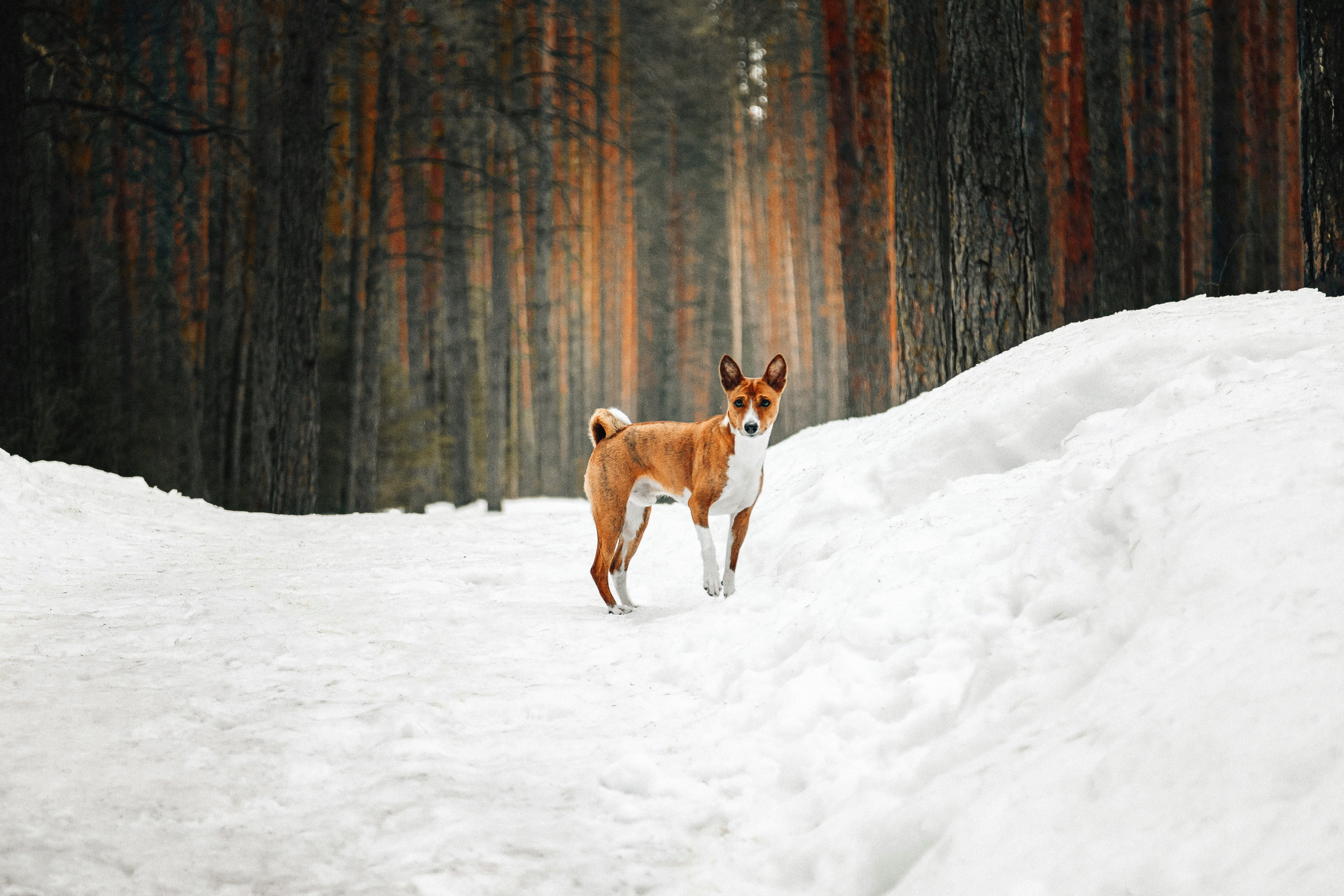Басенджи Мэнни. Htykk_photo