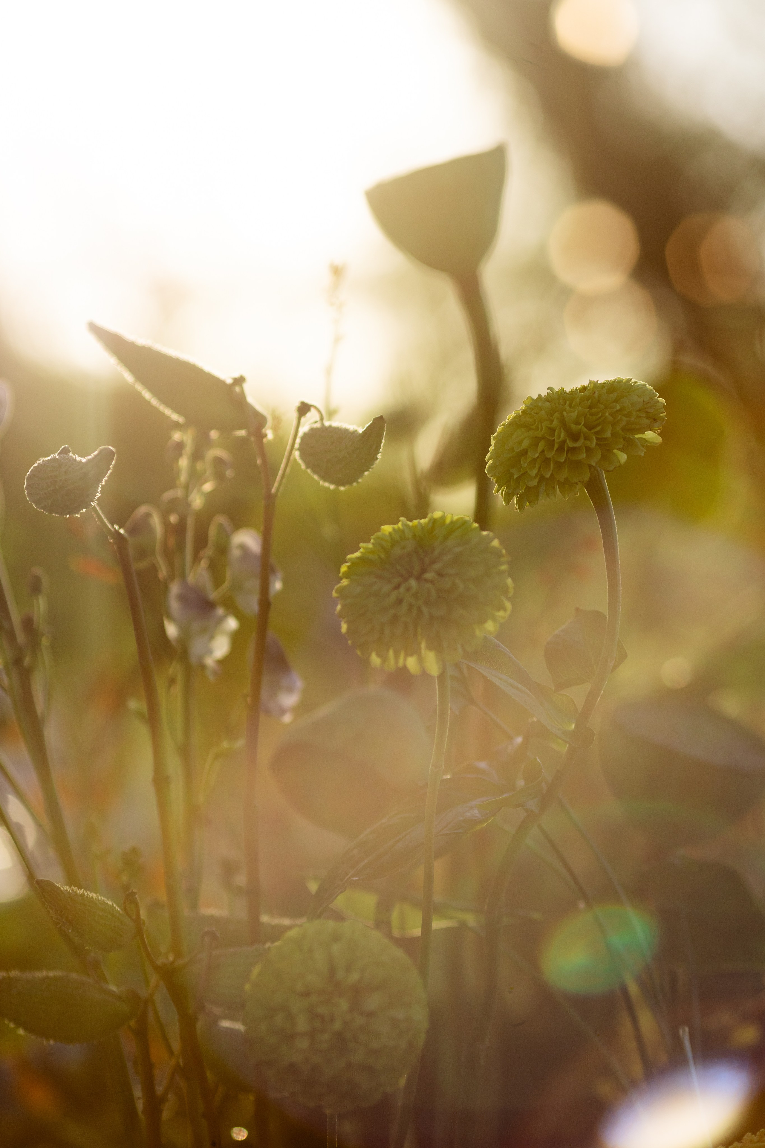 Сшиты на века. Свадебный фотограф. Краснодар, Сочи, Новороссийск. Вадим Мерье