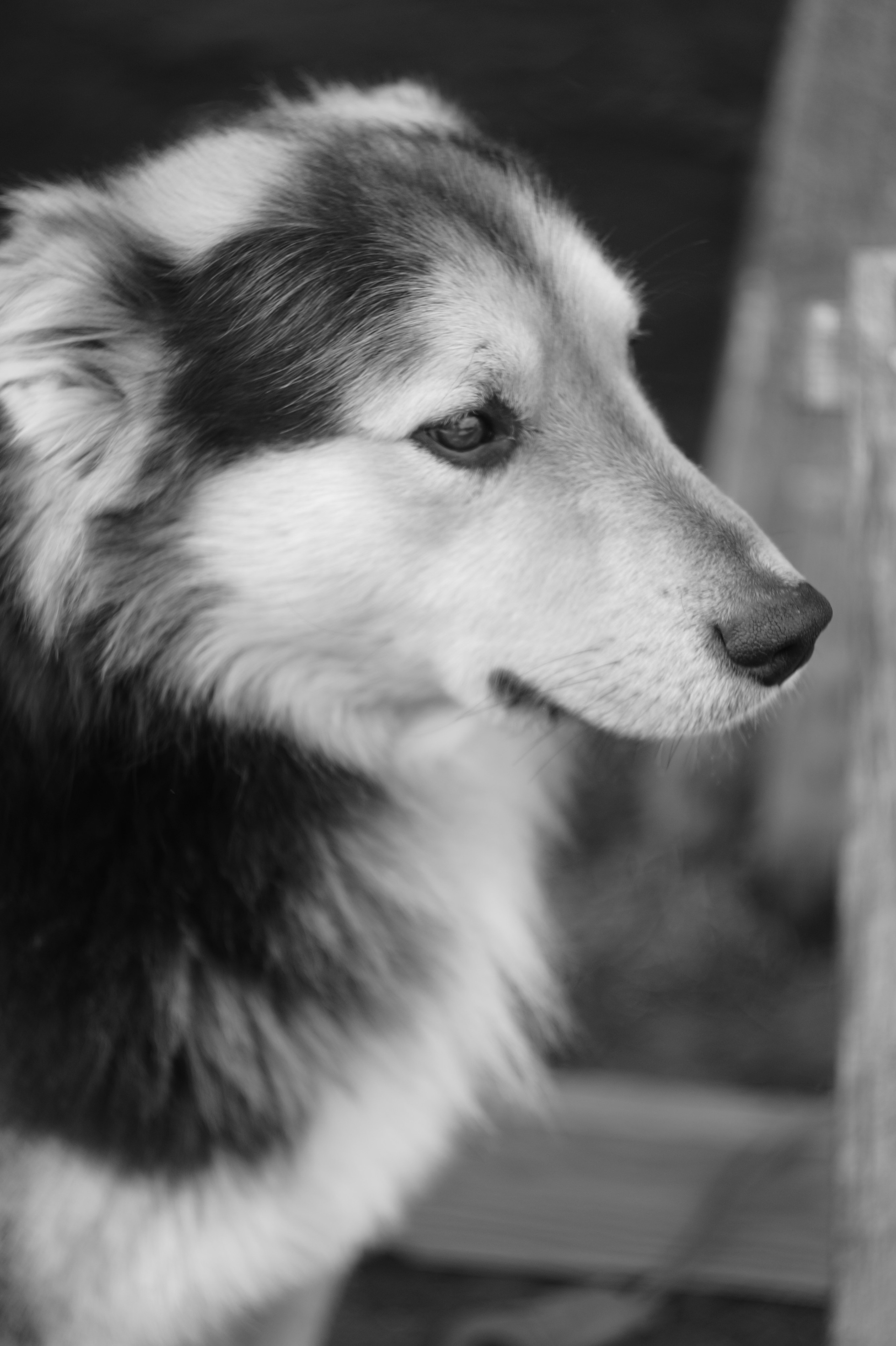 Dogs. Профессиональный фотограф