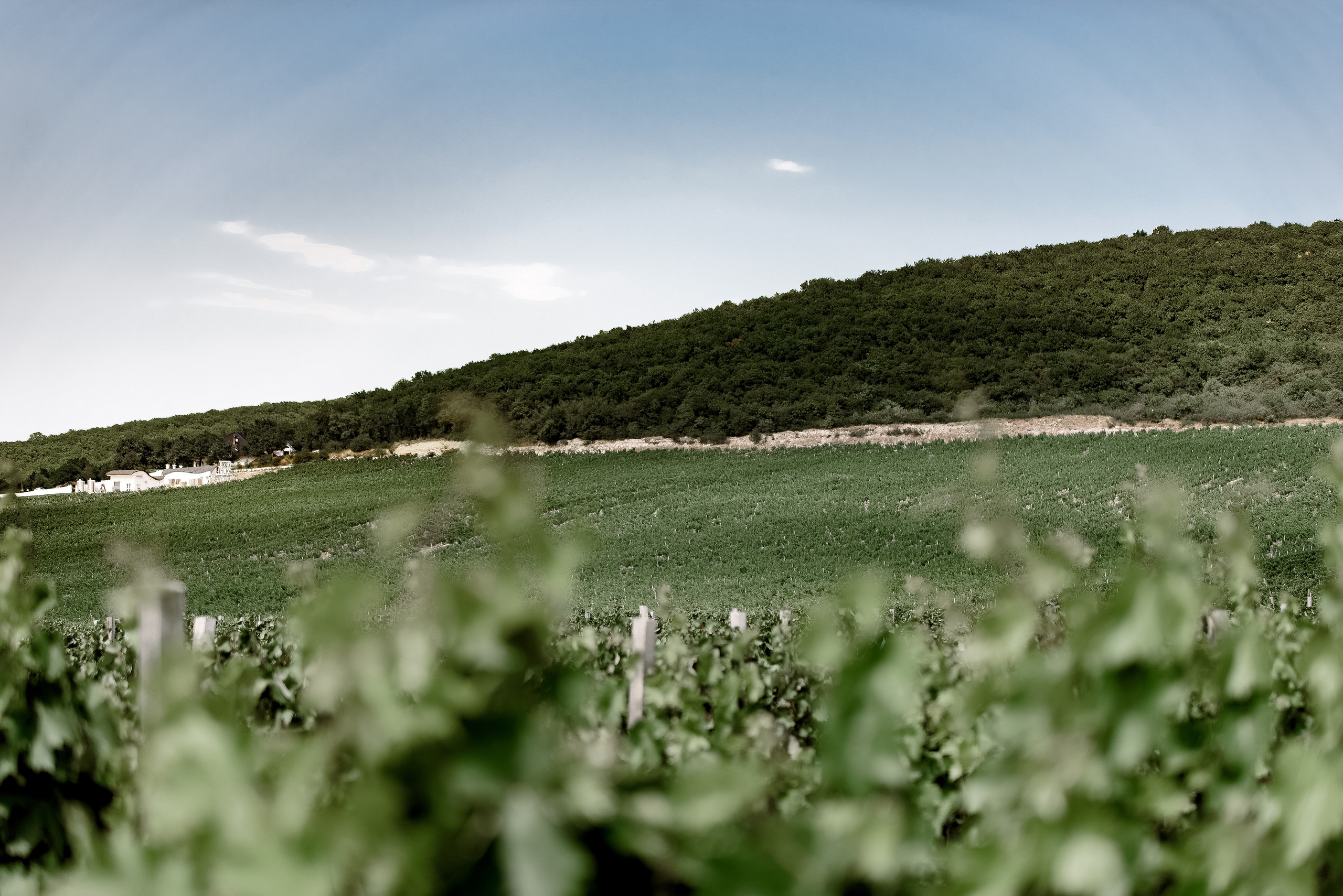 Artem & Marina. Репортажный фотограф в Сочи Шевченко Алексей