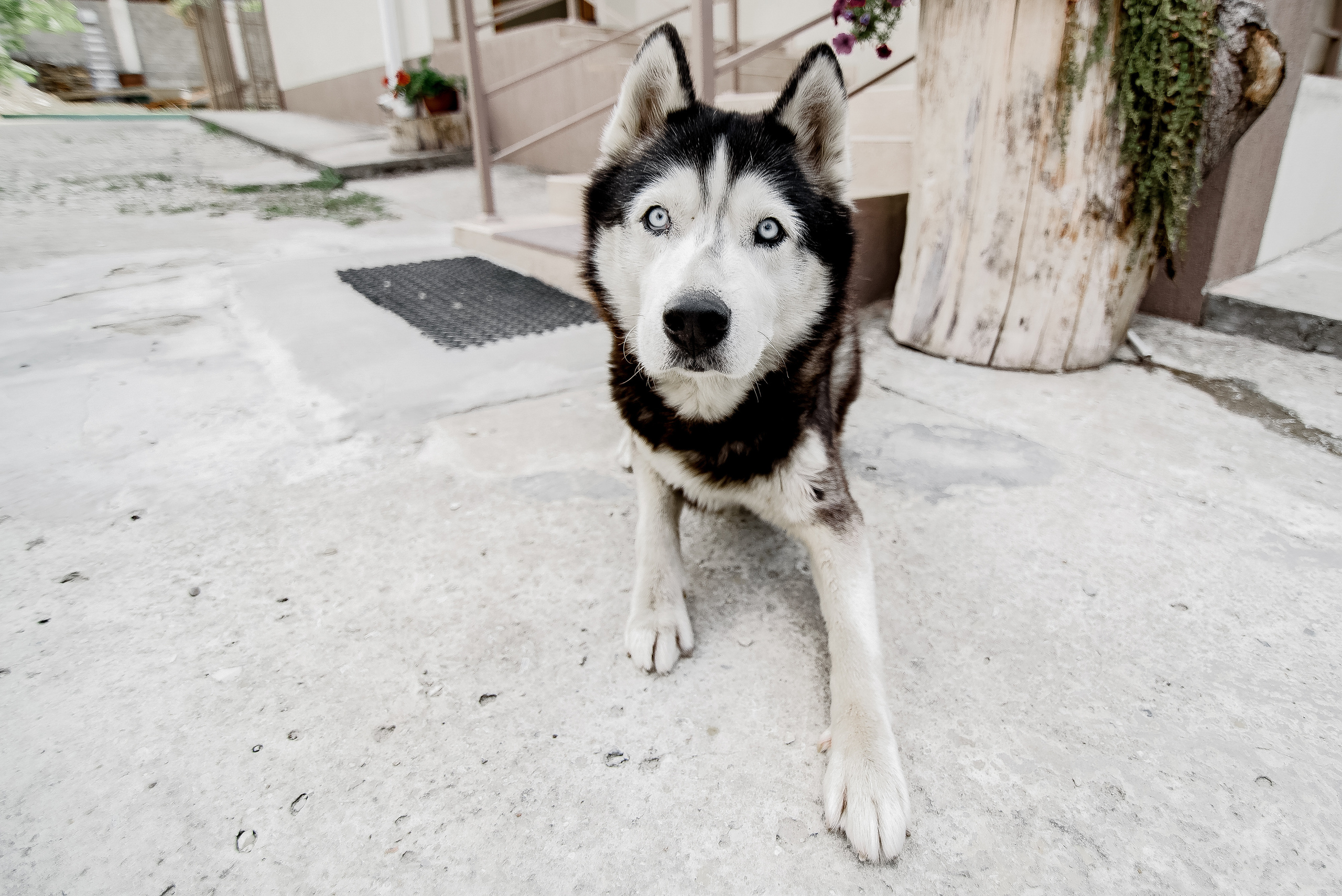 Artem & Marina. Репортажный фотограф в Сочи Шевченко Алексей