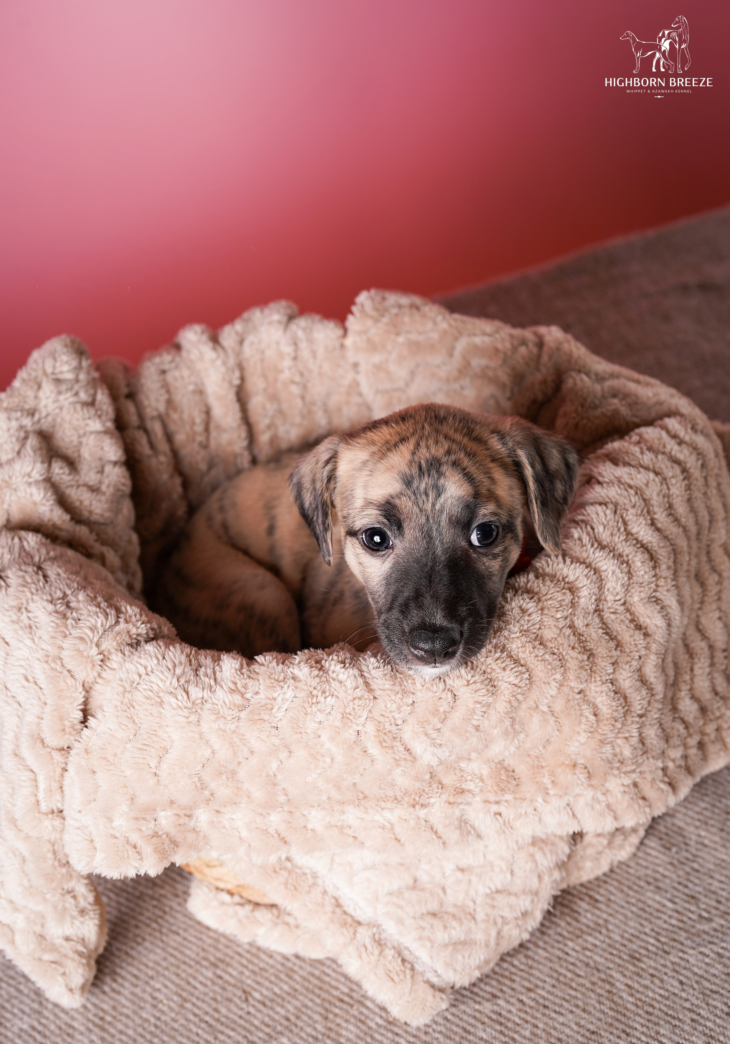 Щенки уиппета. Фотограф-анималист в Санкт-Петербурге Яна Мартынова