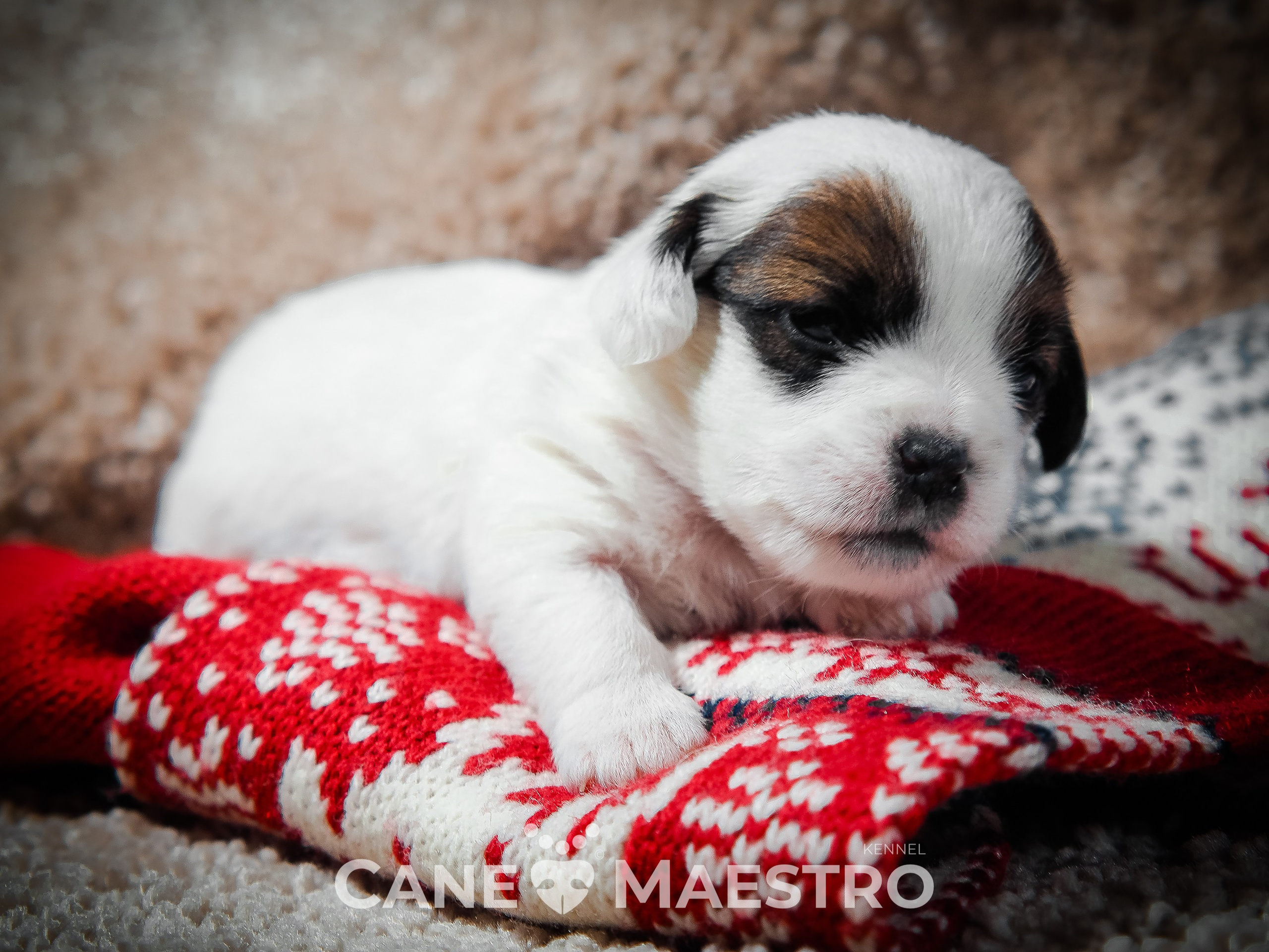 1КОБЛ_МОНОКЛЬ_Ц_ЛИТТЕР. CANE MAESTRO — kennel Jack Russell Terrier