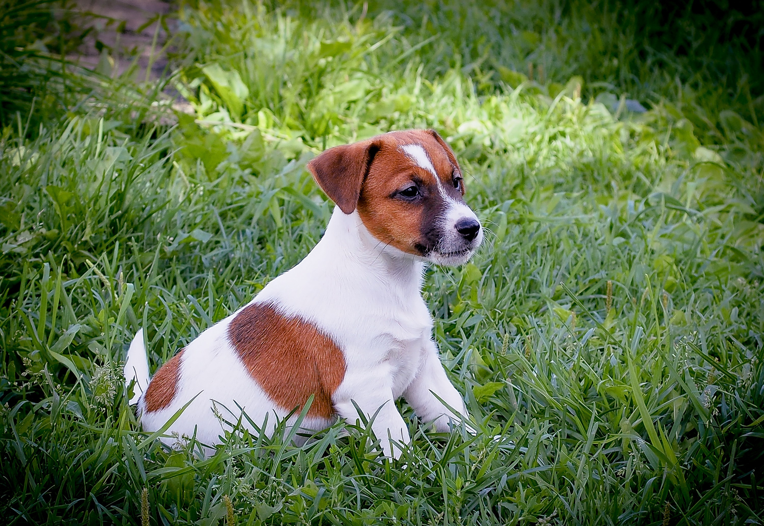 ЭМЕНТАЛЬ_КОБЕЛЬ. CANE MAESTRO — kennel Jack Russell Terrier
