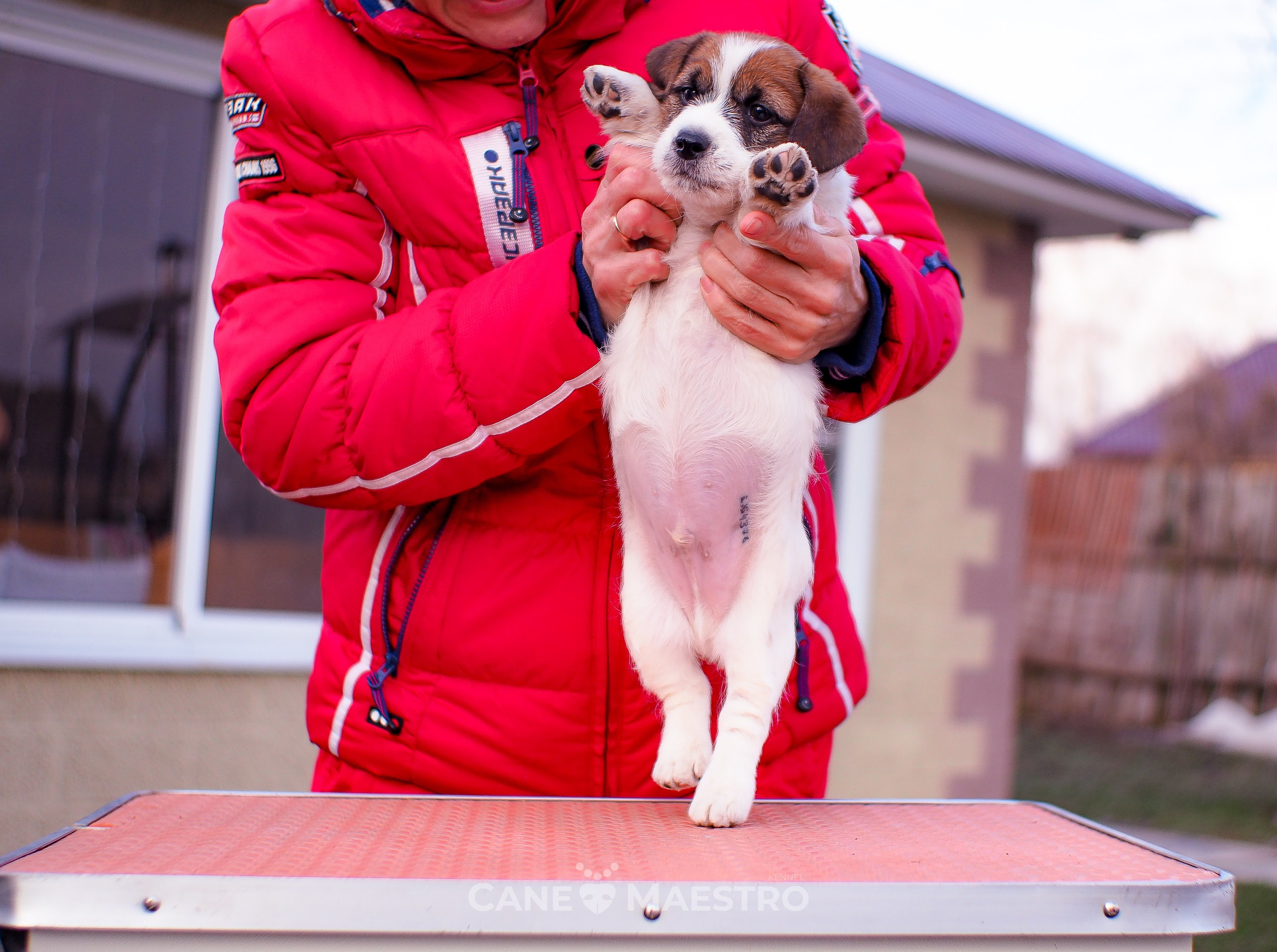Мальчик 2. Кобель бело-рыжий. Джек рассел терьер щенок. КАНЕ МАЭСТРО — питомник Джек рассел терьеров