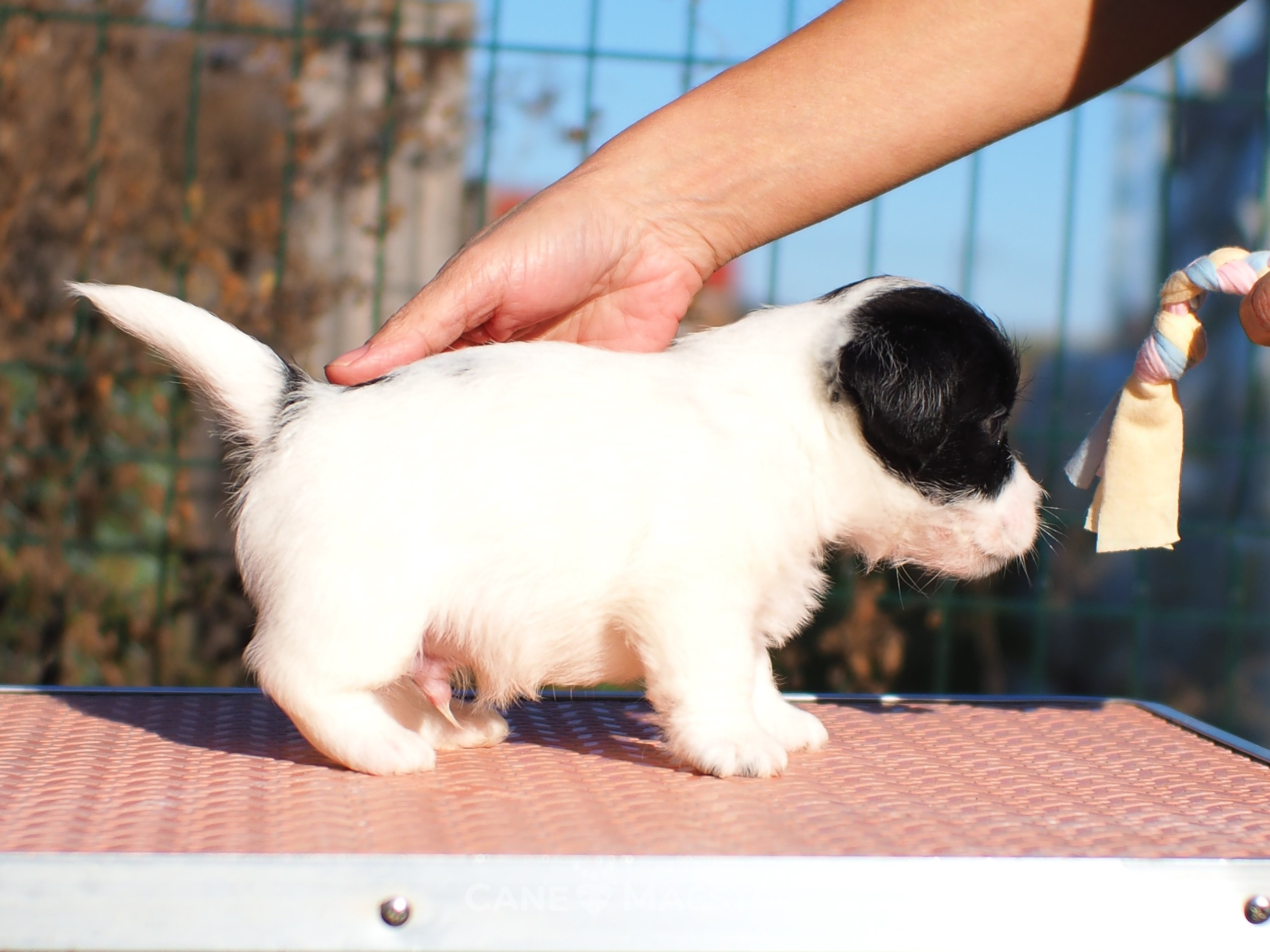 КОБ_Z_2_BLACK_27_08_2025. CANE MAESTRO — kennel Jack Russell Terrier