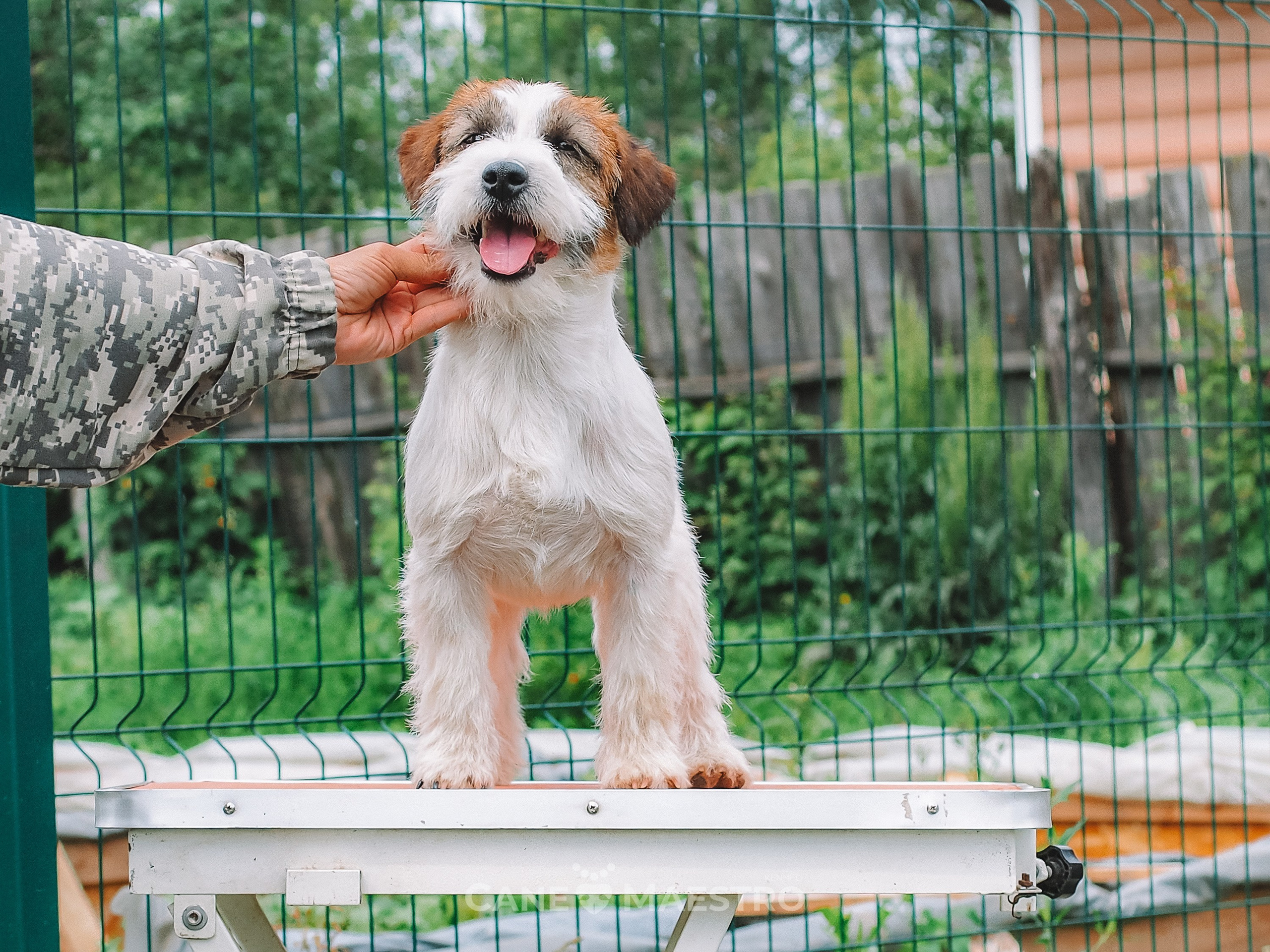 Кобель ХАН СОЛО. CANE MAESTRO — kennel Jack Russell Terrier