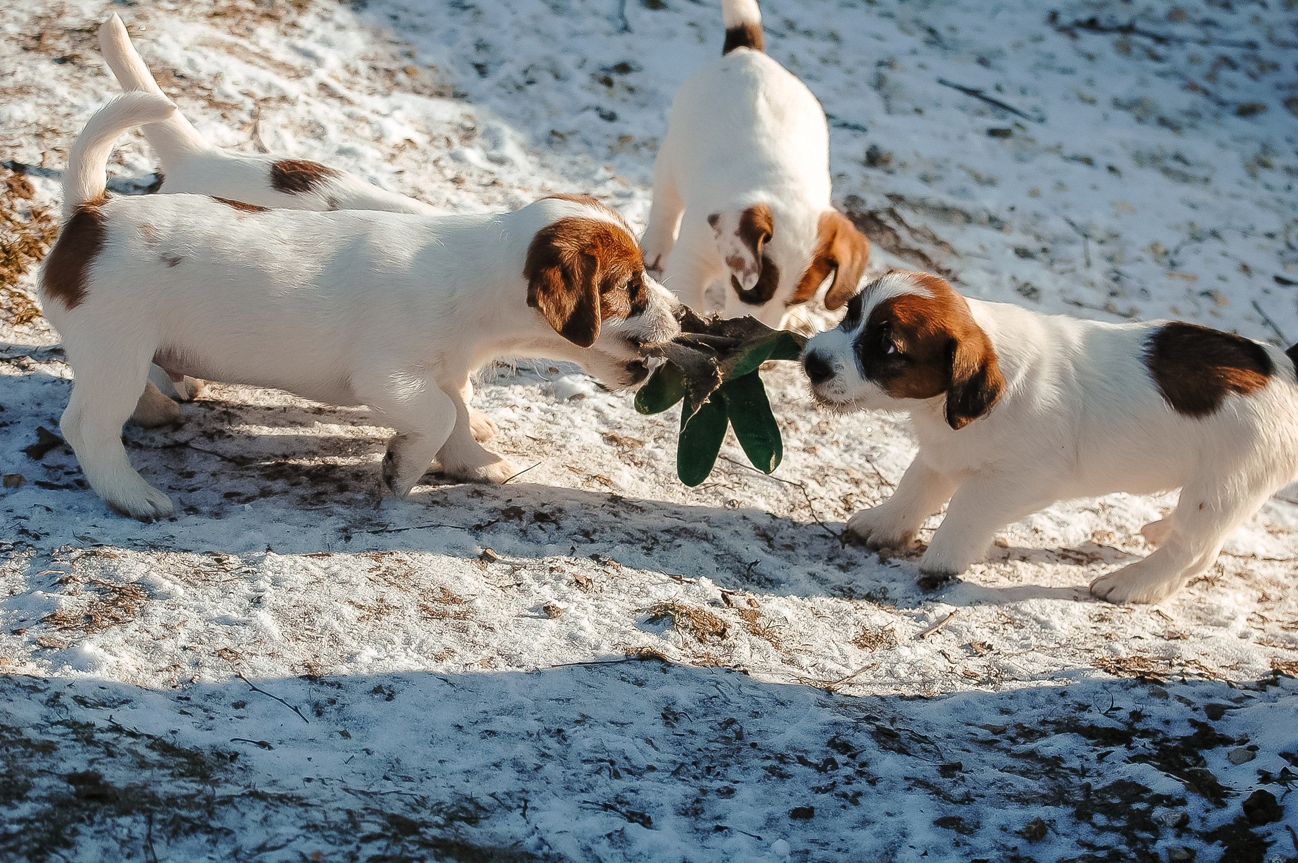 3КОБЛ_СНЕГОВИК. CANE MAESTRO — kennel Jack Russell Terrier