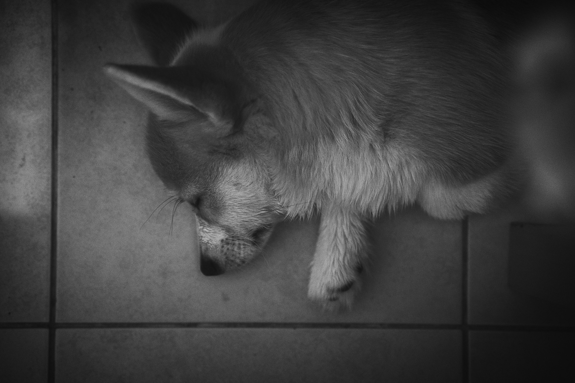 Иван & Дарья. Портретный фотограф в Москве Александр Тен