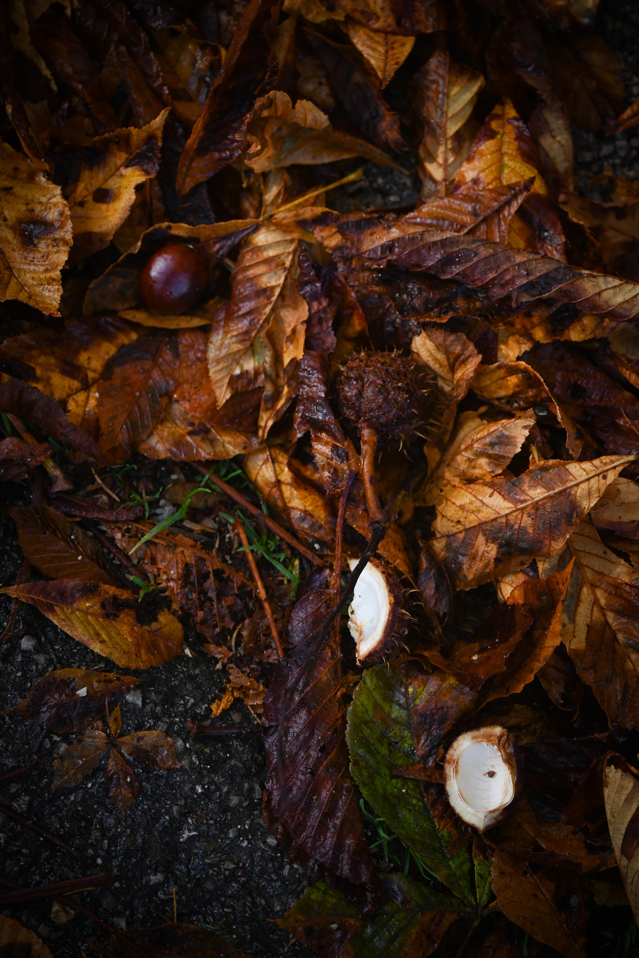 Nature. Андрей Пиотровский. Фотограф