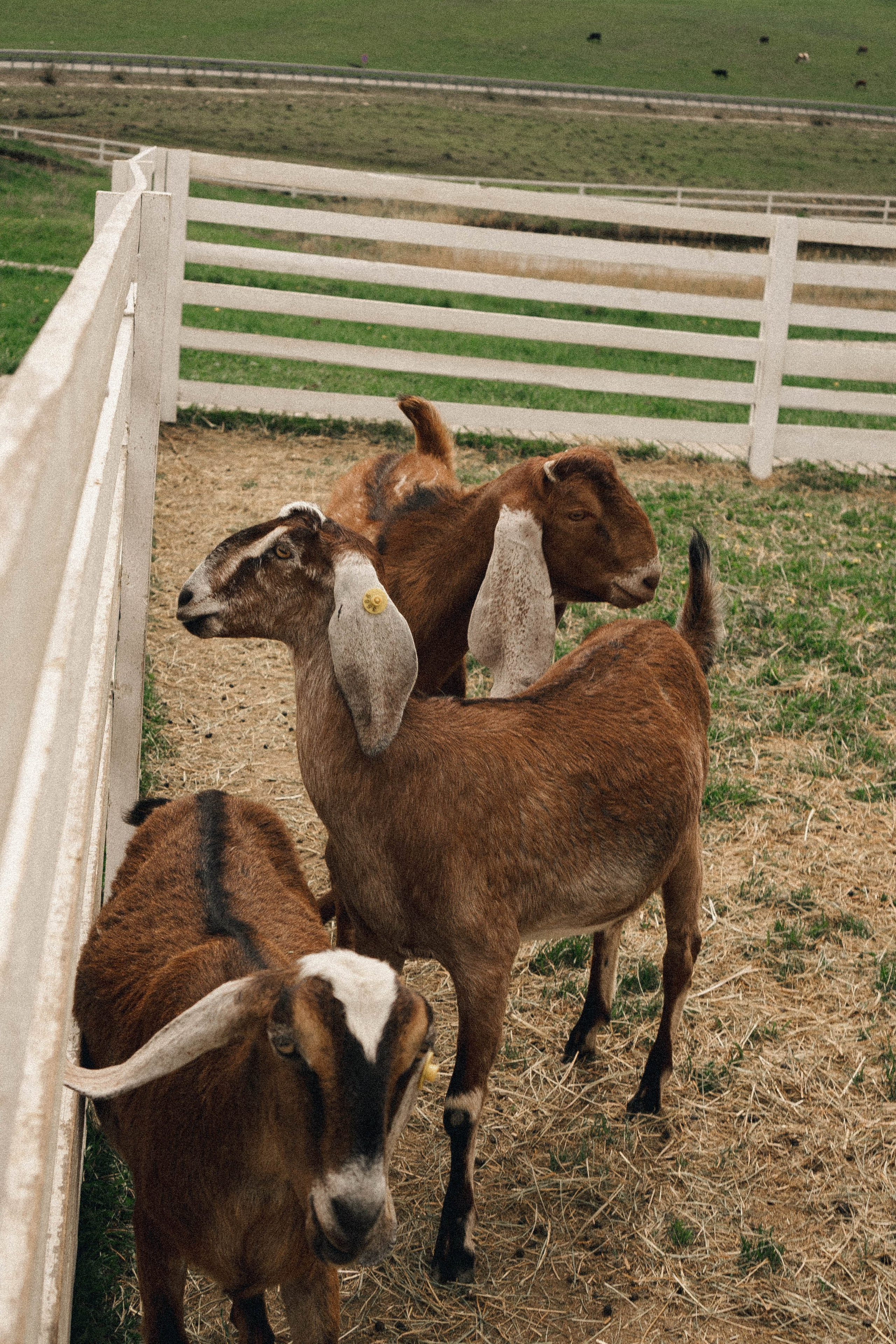 Ферма Альпак. Профессиональный фотограф, Санкт-Петербург — Виктория Богомолова