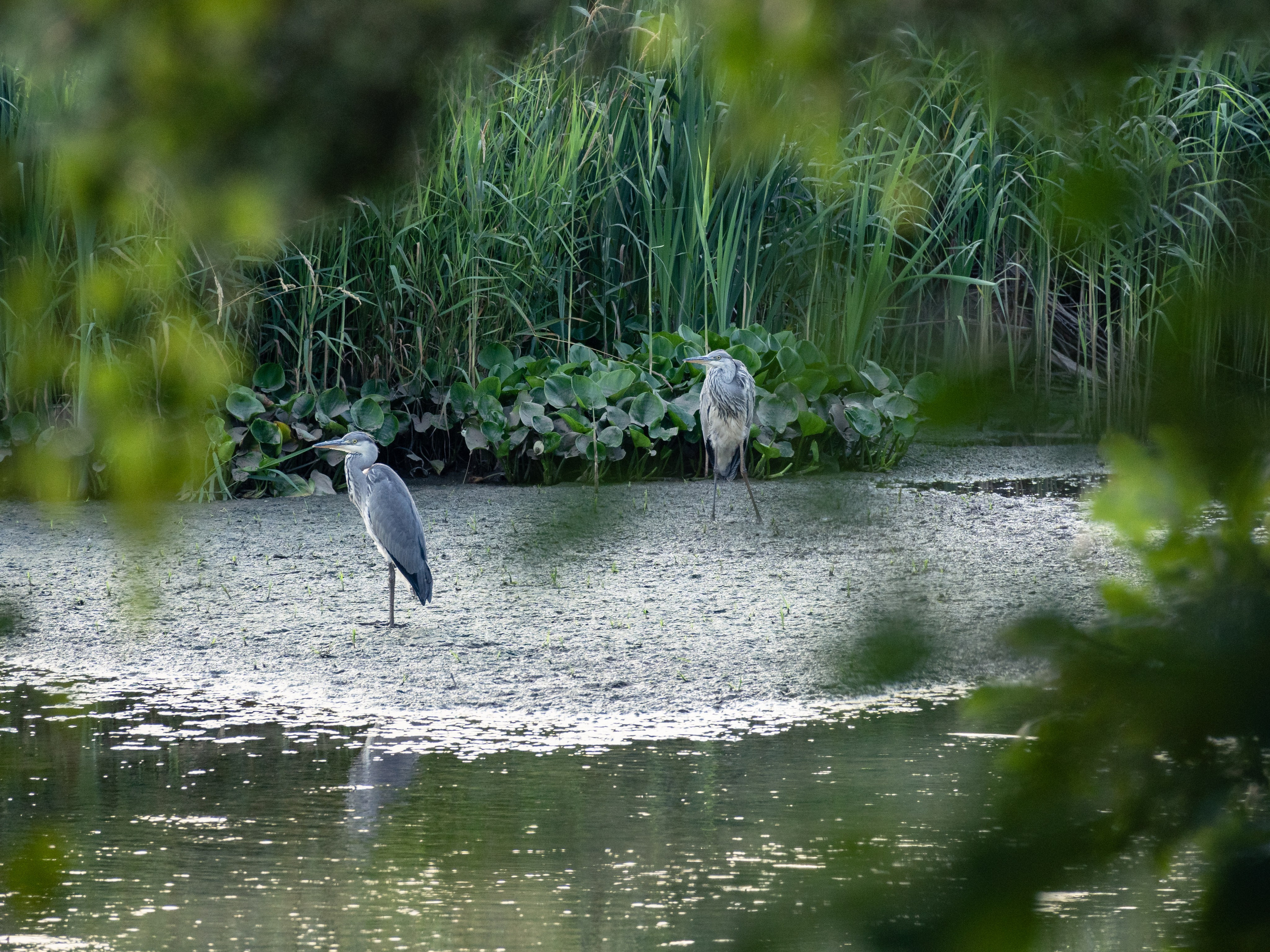 Фотосъемка животных и птиц. Интерьерный и архитектурный фотограф в Москве Панова Ольга