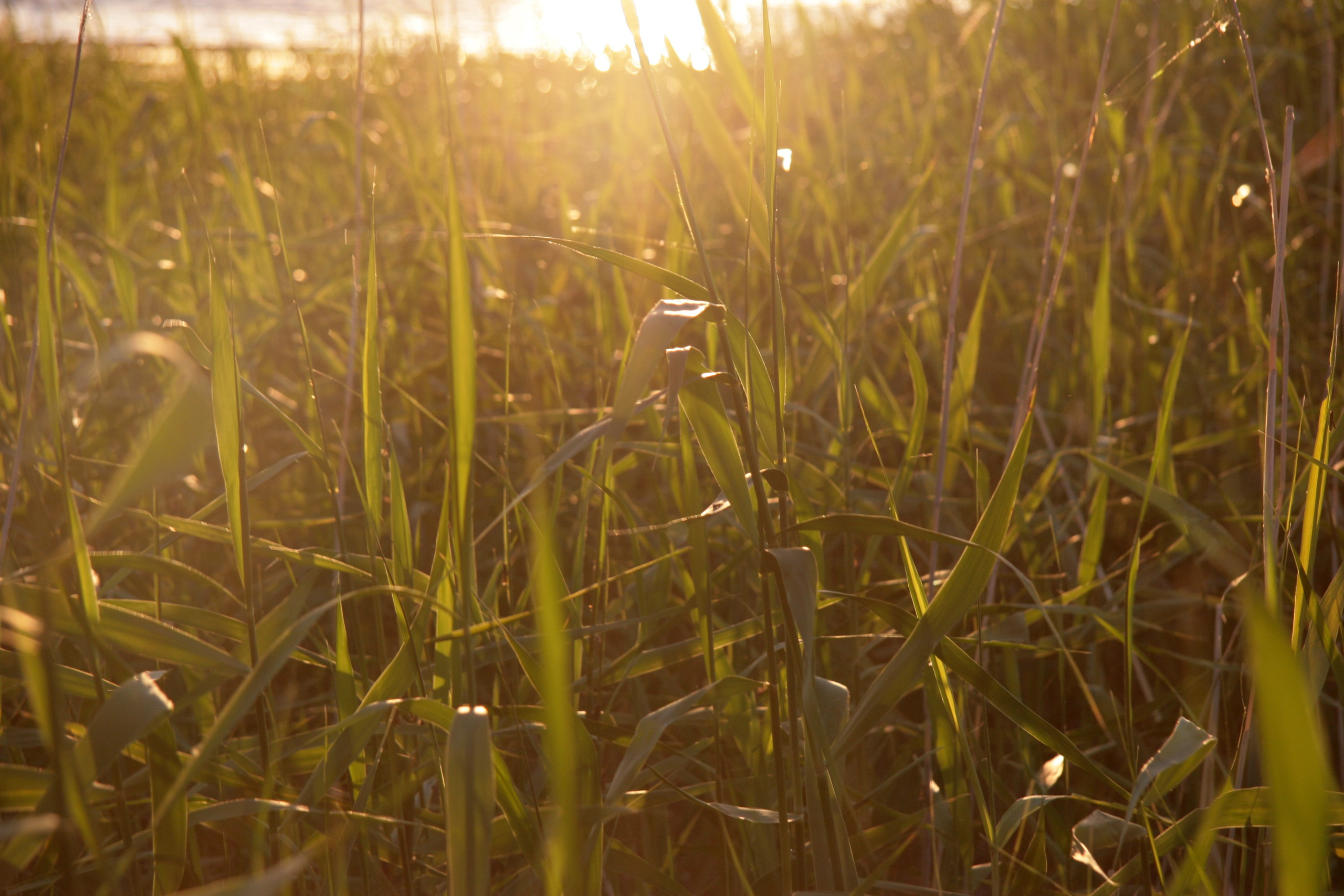 Фото Природы Забайкалья. Студия Максима Белослюдцева