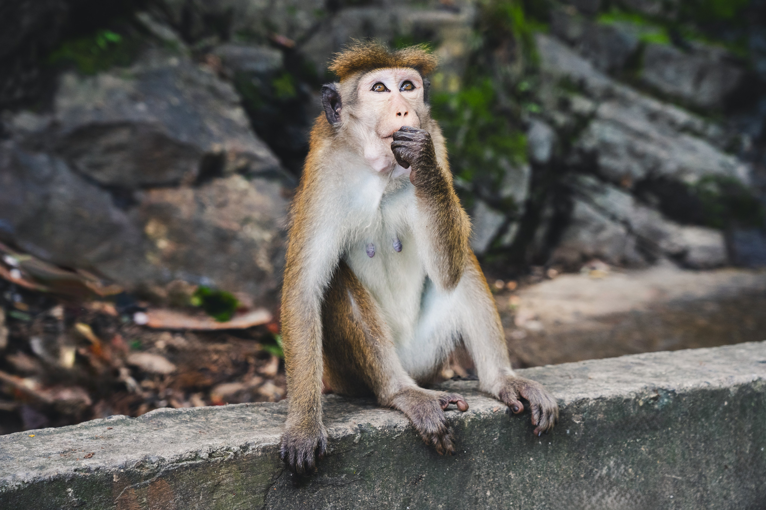 Шри-Ланка 2025. Легкая фотография