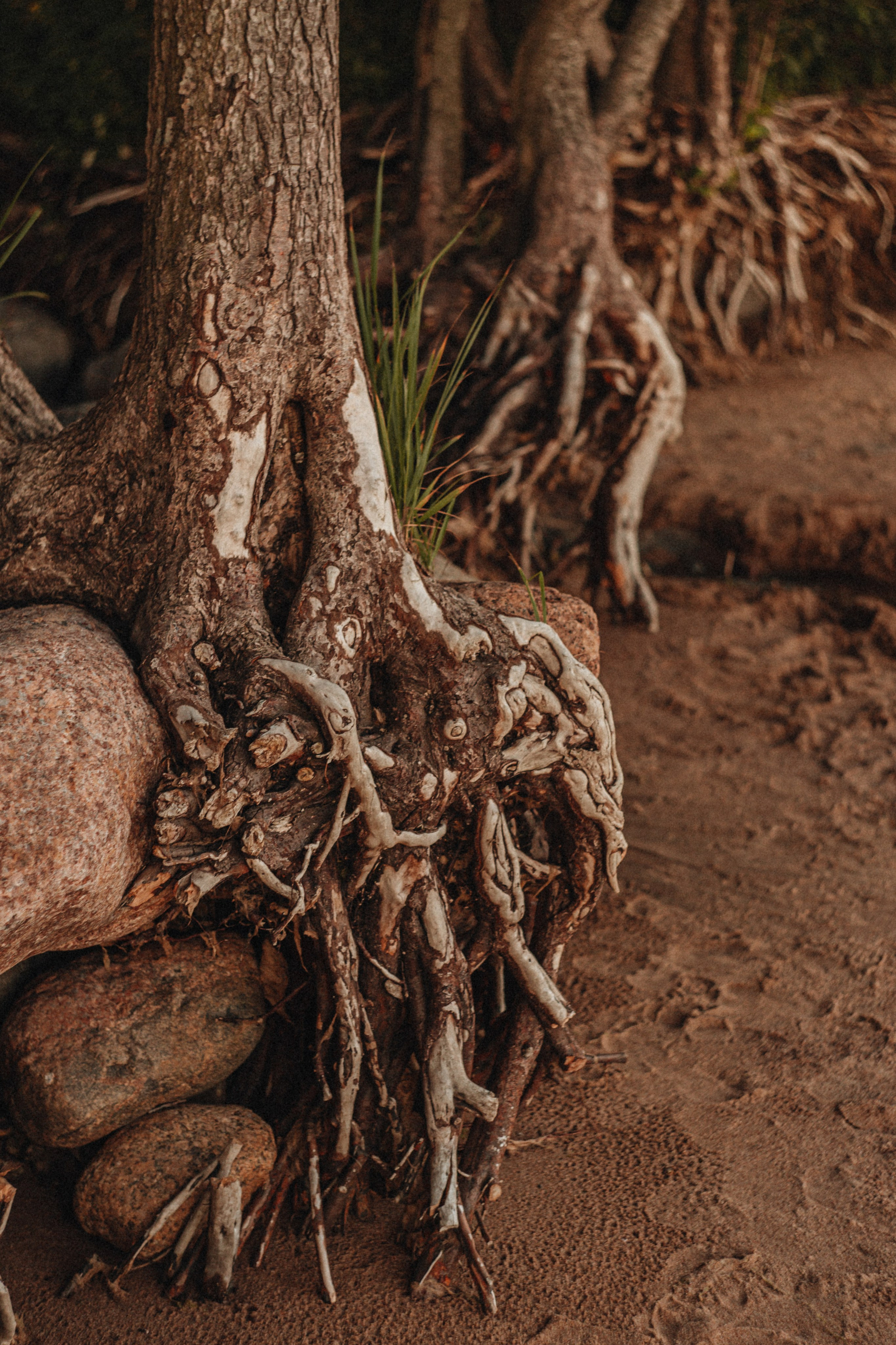 DARIA. Портретный и Семейный фотограф в Санкт-Петербурге Rocket Alice
