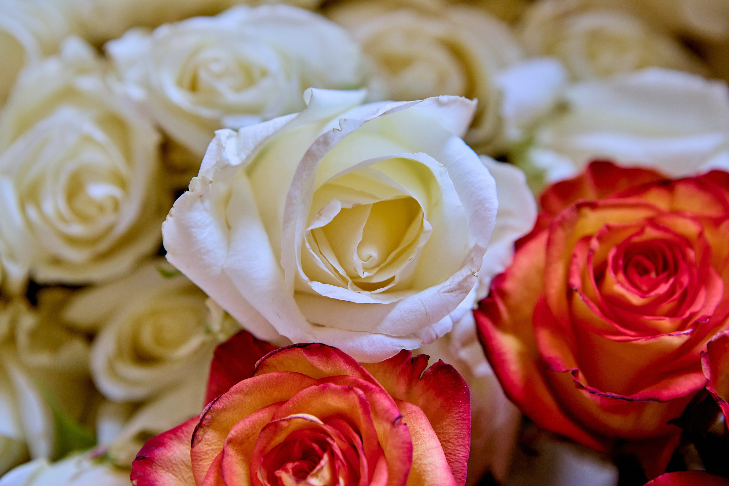 В день Жен-мироносиц, роза становится символом благодати. Храм Преподобного Серафима Саровского г. Дзержинск. Фото Николая Голованова