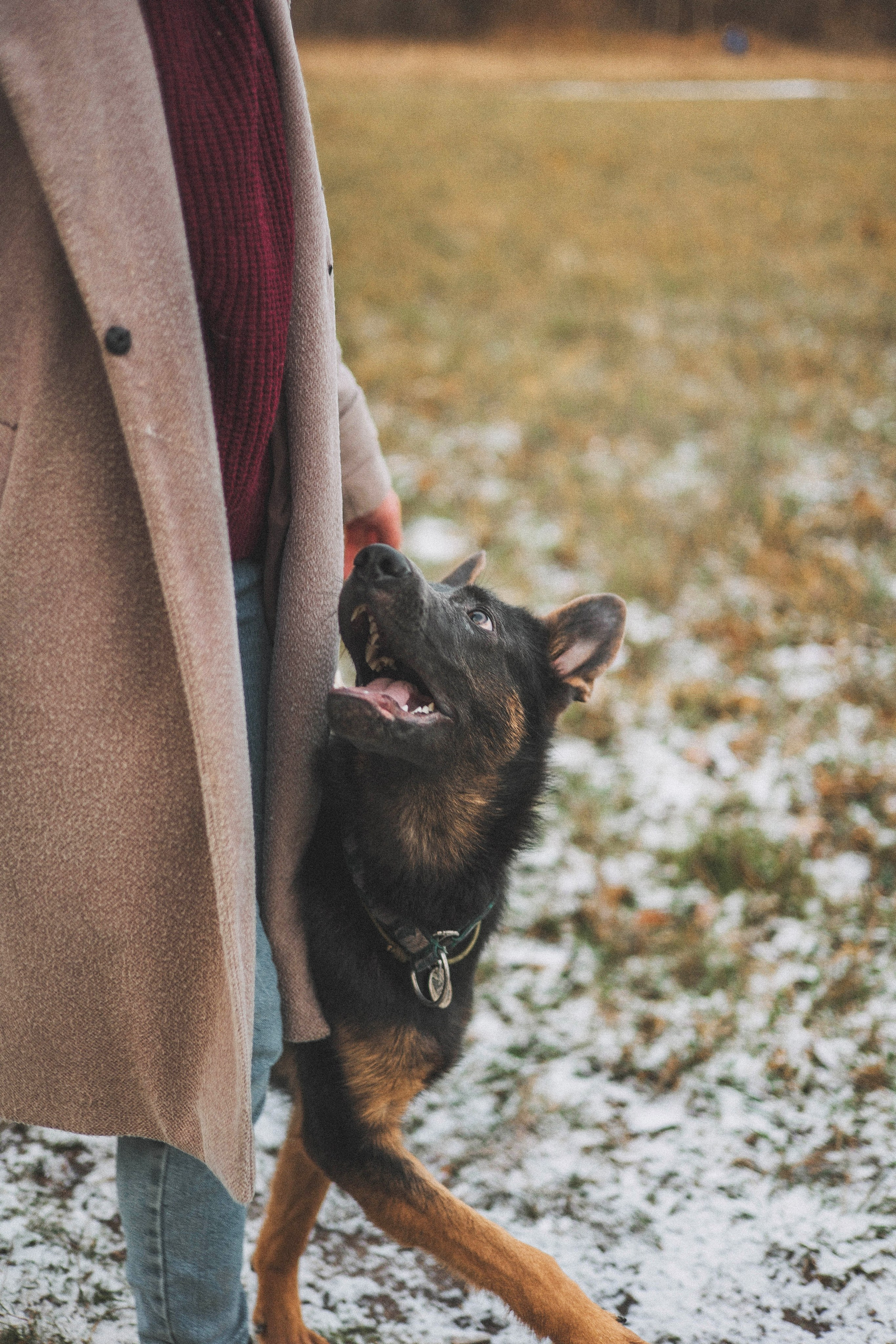 Алена, Леви и Микаса. Фотограф-анималист Богданова Полина